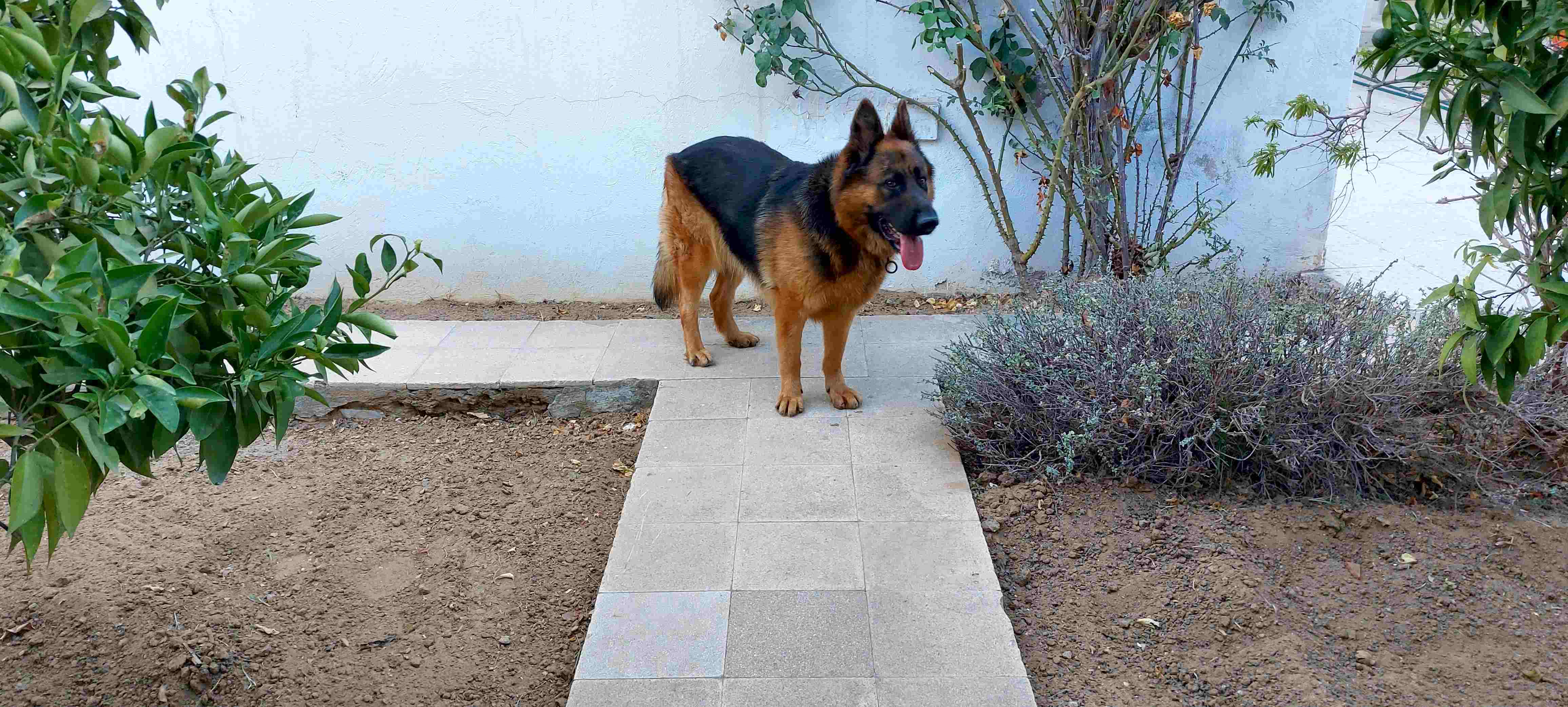Sousse Jaouhara&nbsp;Cite Sidi Daher&nbsp;Chiens&nbsp;Autre&nbsp;Chien berger allemand pure race