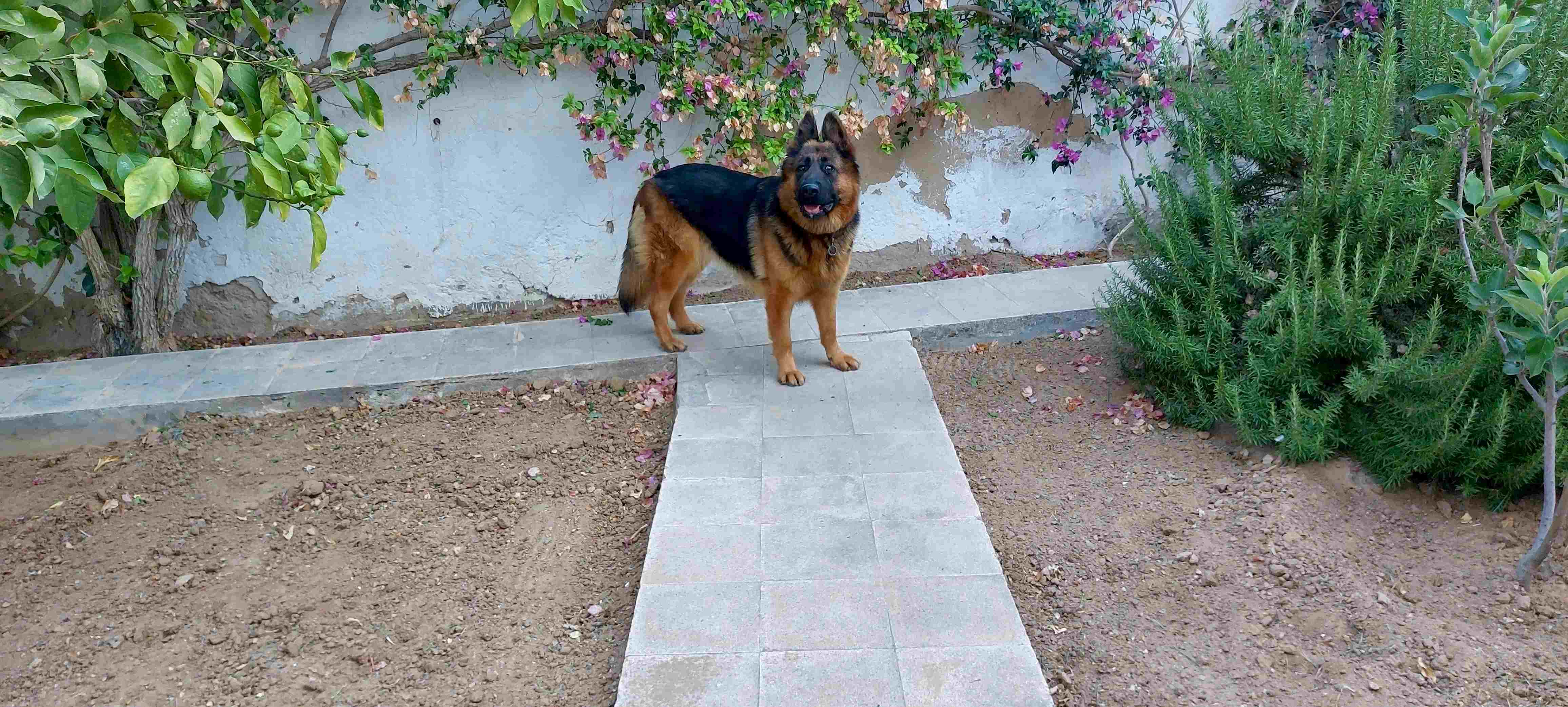 Sousse Jaouhara&nbsp;Cite Sidi Daher&nbsp;Chiens&nbsp;Autre&nbsp;Chien berger allemand pure race
