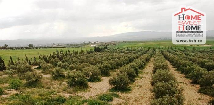 Goubellat&nbsp;Goubellat&nbsp;Terrain&nbsp;Terrain agricole&nbsp;Terrain agricole gerva � goubellat b�ja