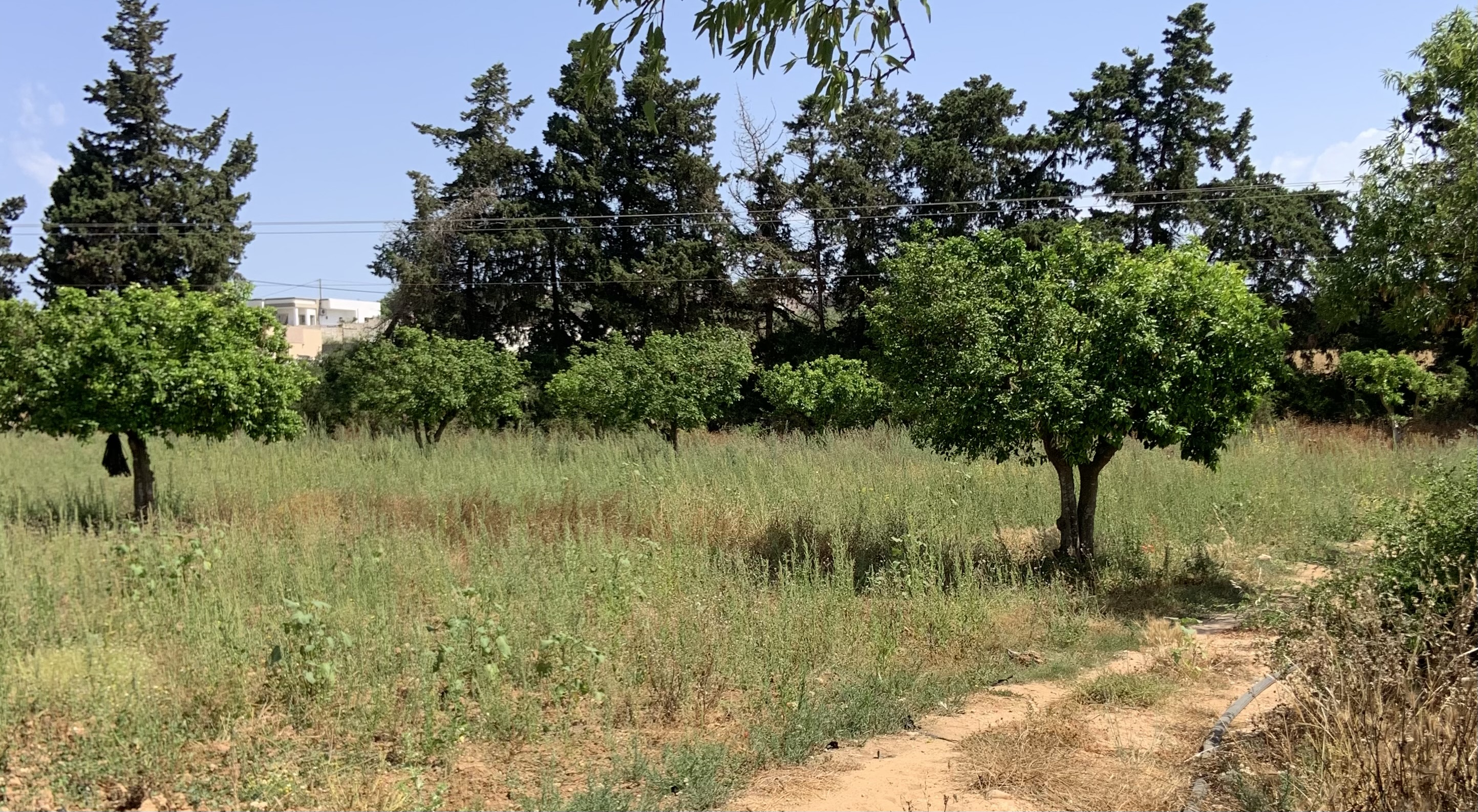 Korba&nbsp;Jebel Haddad&nbsp;Location&nbsp;Surfaces&nbsp;Terrain agricole 3 hectares avec puits et bassin
