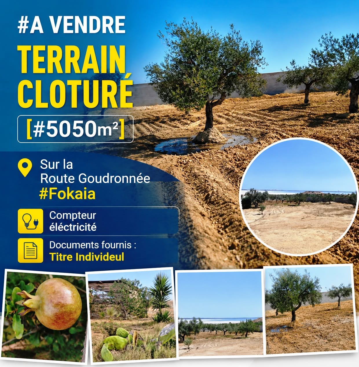 Akouda&nbsp;Chatt Meriem&nbsp;Terrain&nbsp;Terrain agricole&nbsp;Terrain clotur� 5050m sur route goudronn�e fokaia