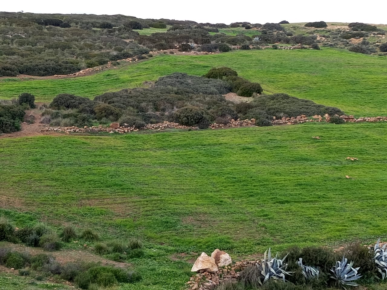 Hammamet&nbsp;Hammamet&nbsp;Terrain&nbsp;Terrain agricole&nbsp;Av 10 hectares nu � hammamet 99958728
