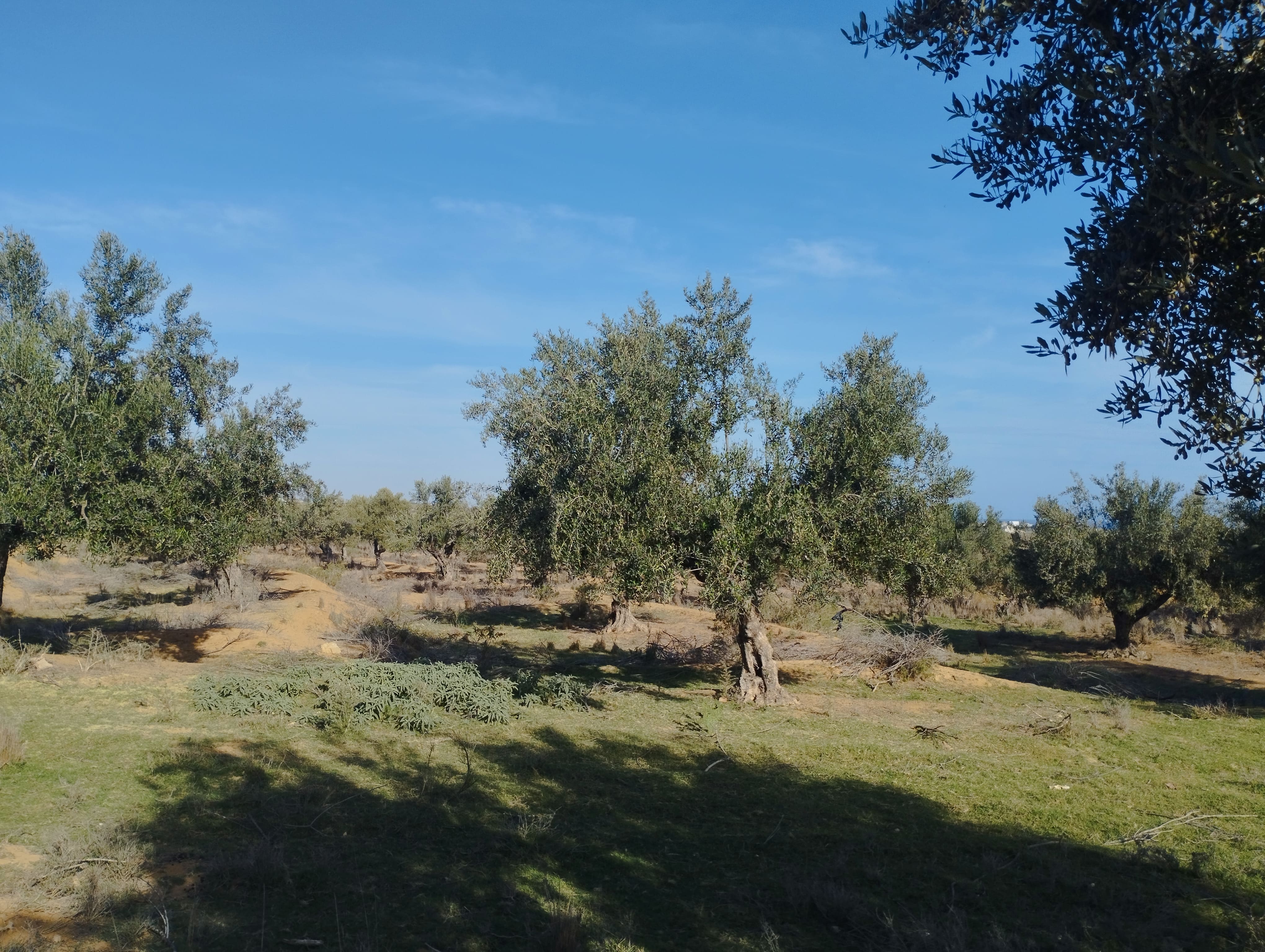 Akouda&nbsp;Cite Ecole Superieure&nbsp;Terrain&nbsp;Terrain agricole&nbsp;40 pieds d olivier situ� pr�s mall sousse