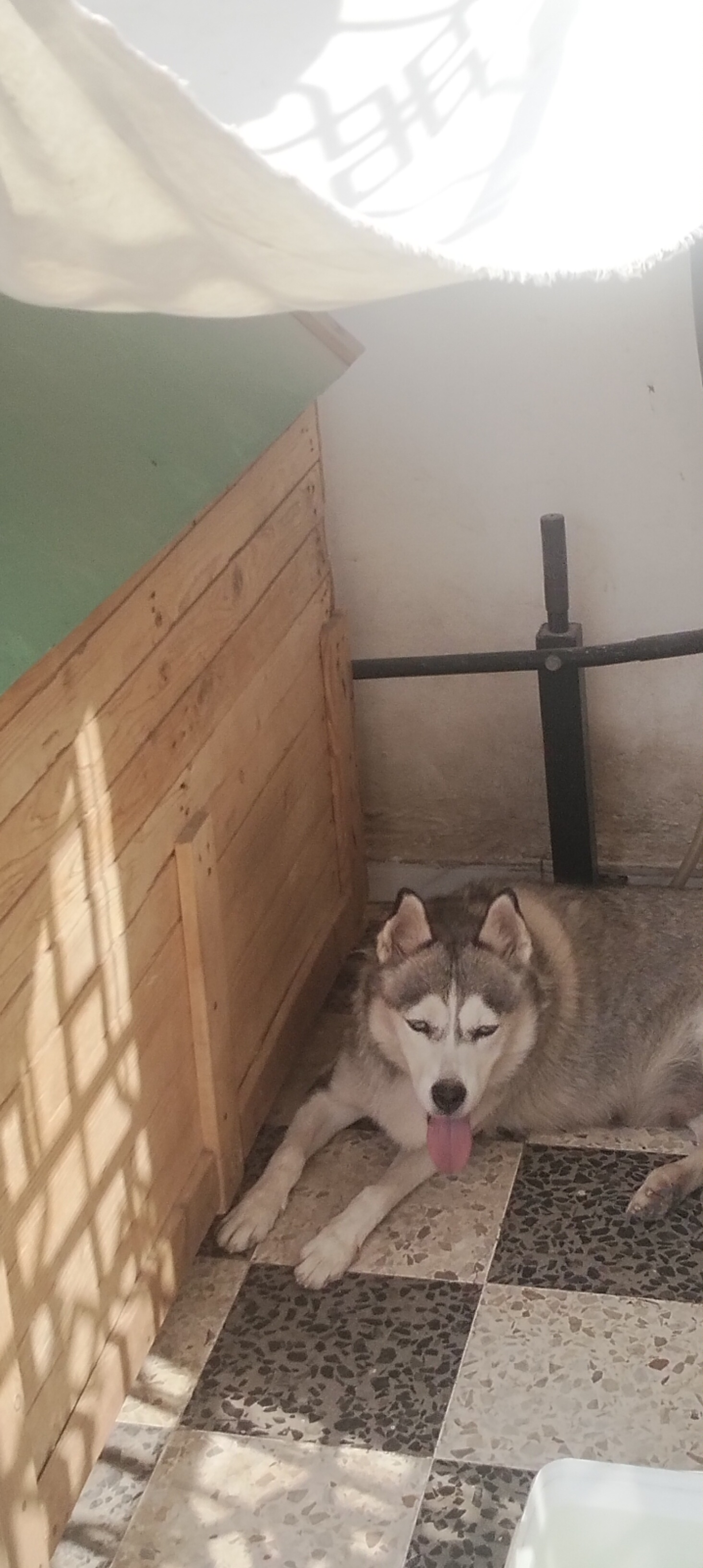 El Omrane Superieur&nbsp;Cite Ibn Khaldoun I&nbsp;Chiens&nbsp;Autre&nbsp;Chien husky sib�rien
