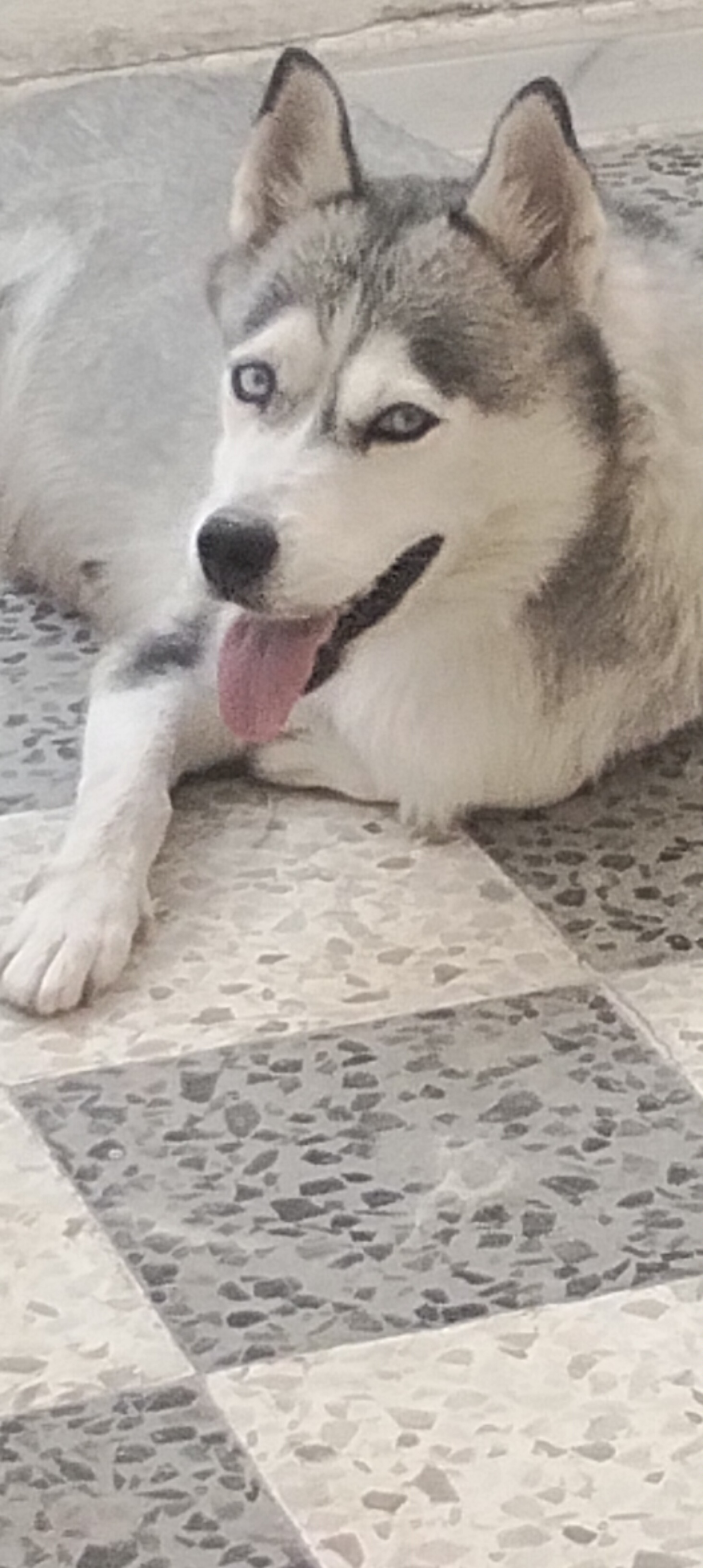 El Omrane Superieur&nbsp;Cite Ibn Khaldoun I&nbsp;Chiens&nbsp;Autre&nbsp;Chien husky sib�rien