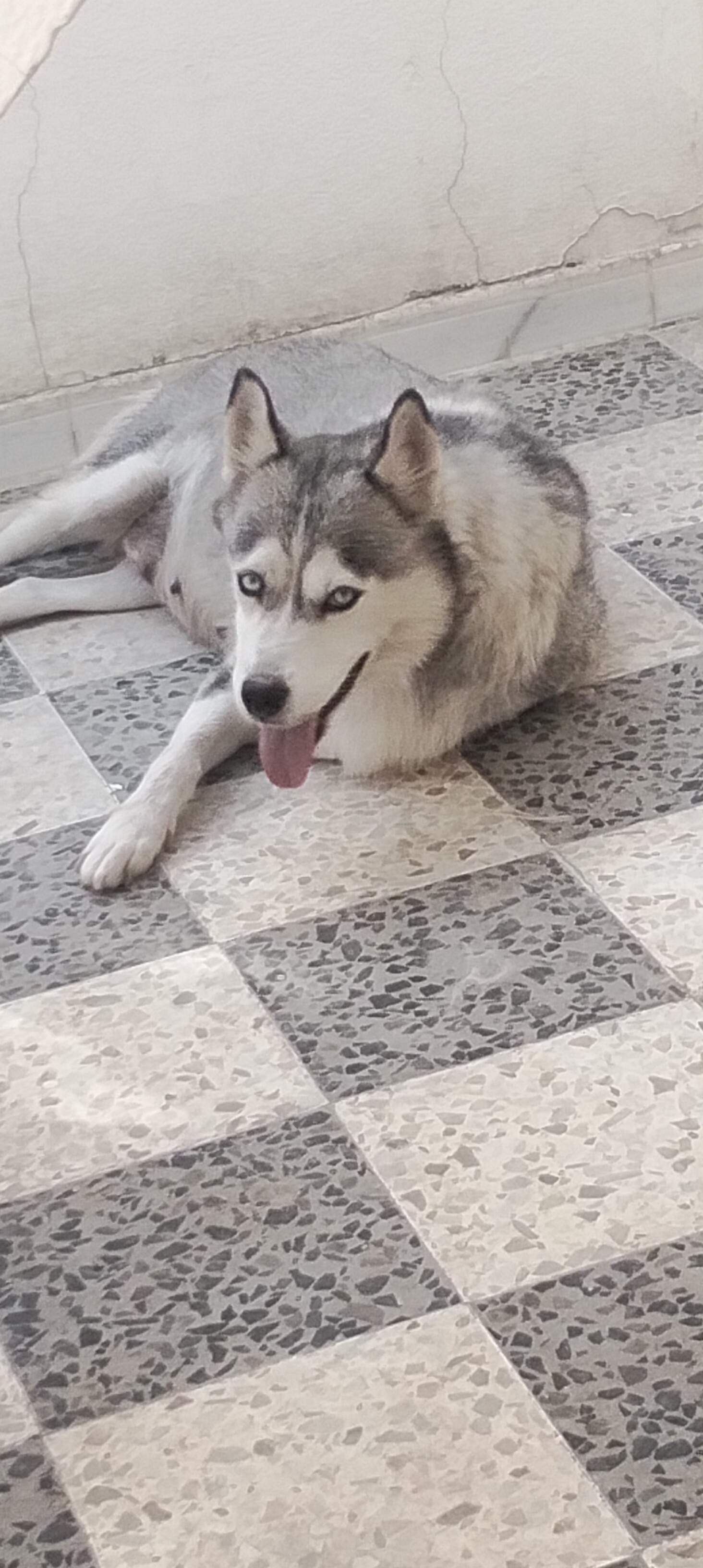 El Omrane Superieur&nbsp;Cite Ibn Khaldoun I&nbsp;Chiens&nbsp;Autre&nbsp;Chien husky sib�rien