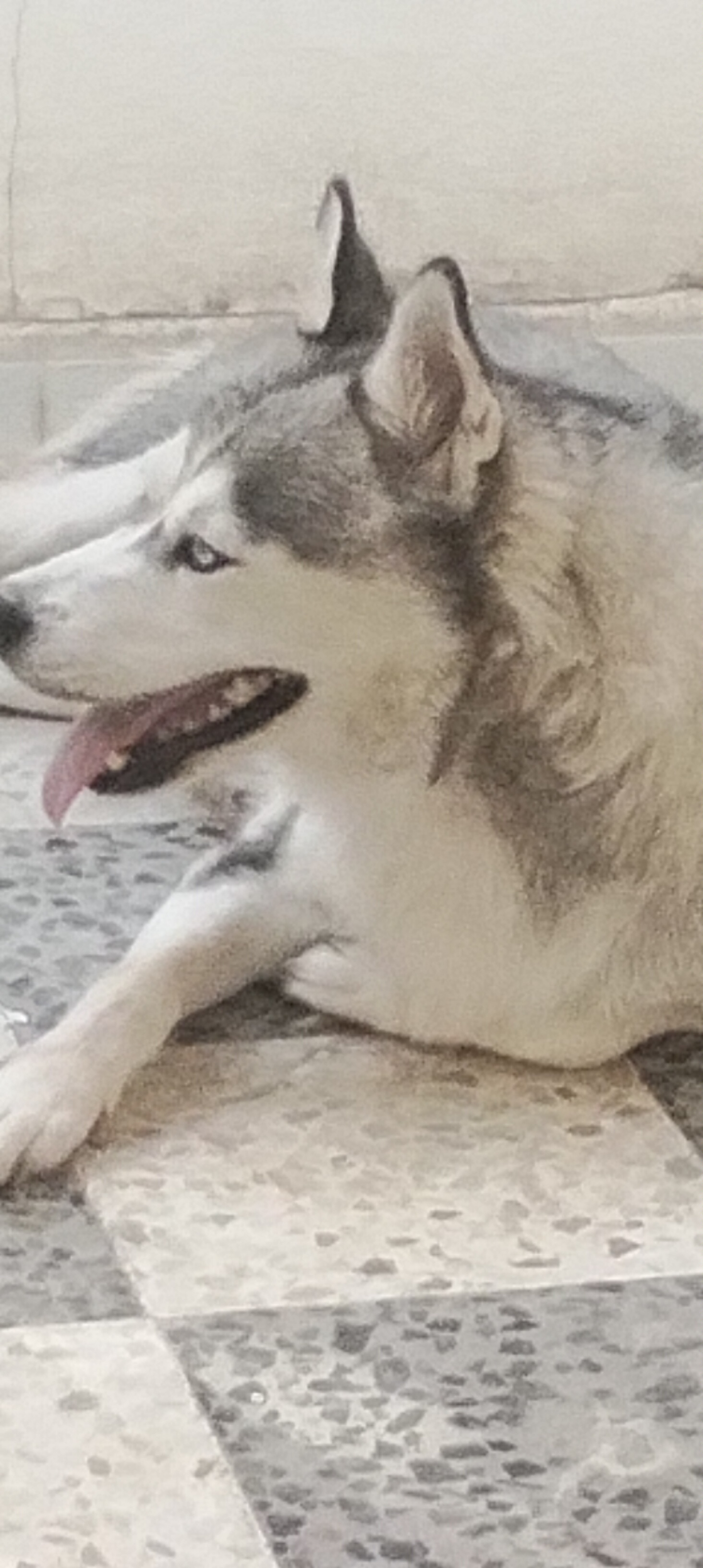 El Omrane Superieur&nbsp;Cite Ibn Khaldoun I&nbsp;Chiens&nbsp;Autre&nbsp;Chien husky sib�rien