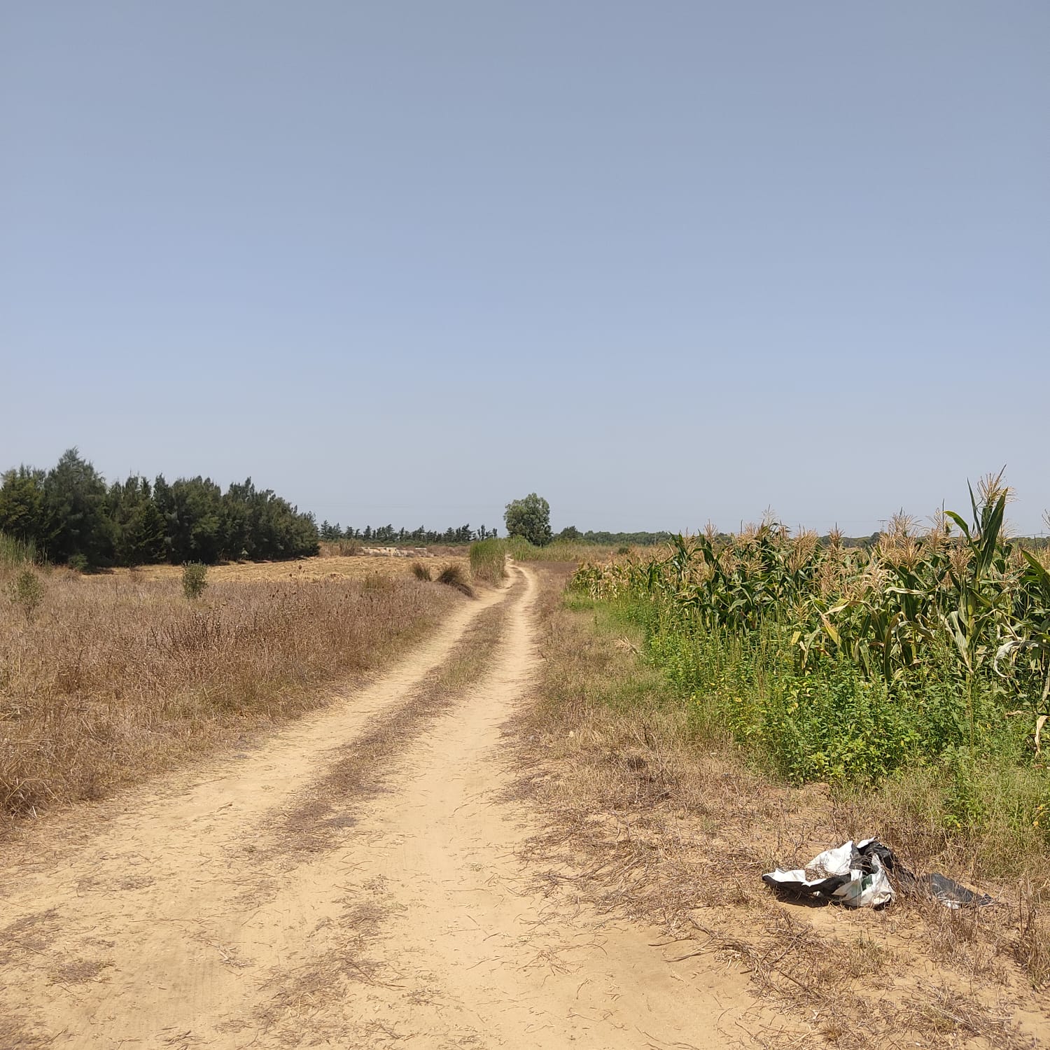 Kelibia&nbsp;Azmour&nbsp;Terrain&nbsp;Terrain agricole&nbsp;Terrain agricole a azmour