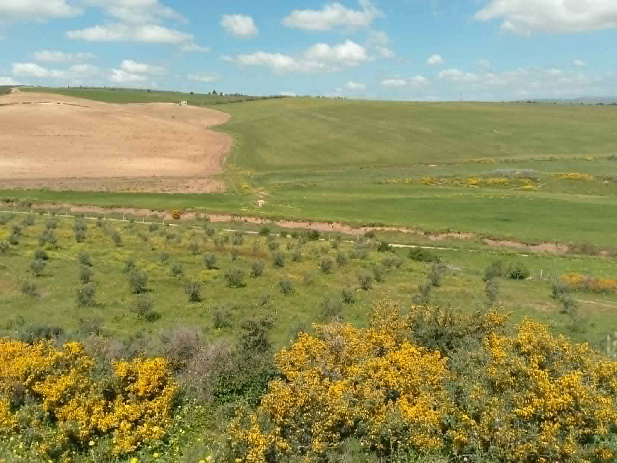 Jedaida&nbsp;Chaouat&nbsp;Terrain&nbsp;Terrain agricole&nbsp;Ferme  � chaouat jedeida la manouba