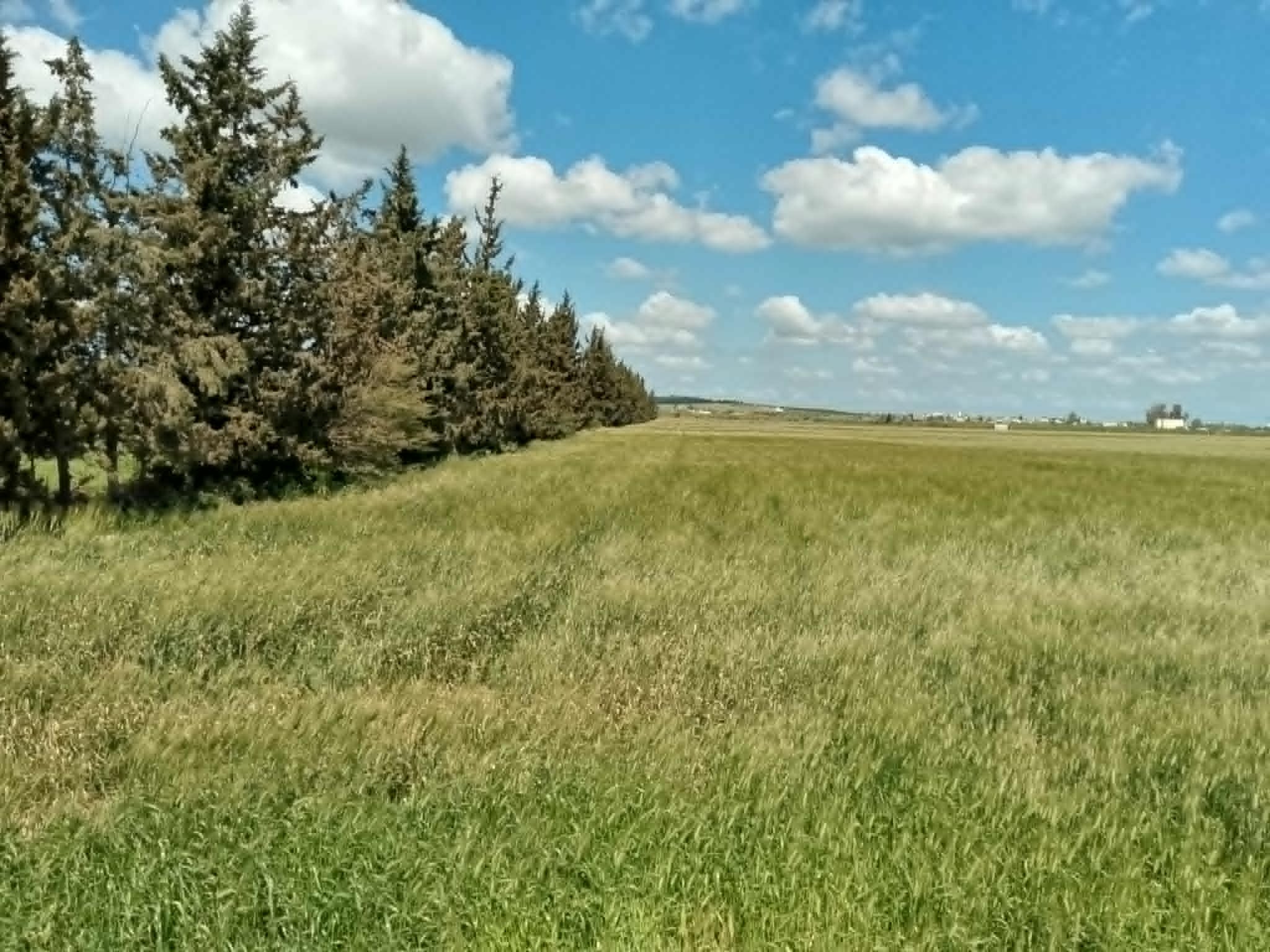 Jedaida&nbsp;Chaouat&nbsp;Terrain&nbsp;Terrain agricole&nbsp;Terrain � chaouat  manouba