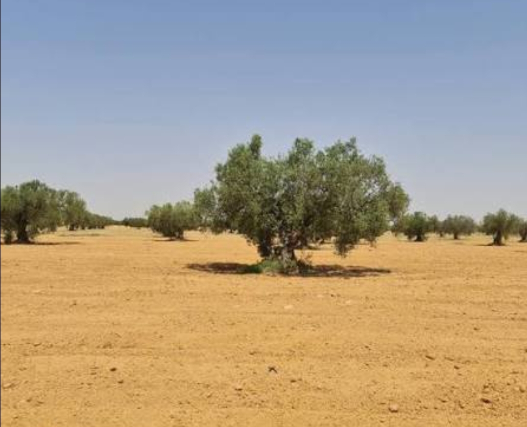 Terrain&nbsp;Terrain agricole