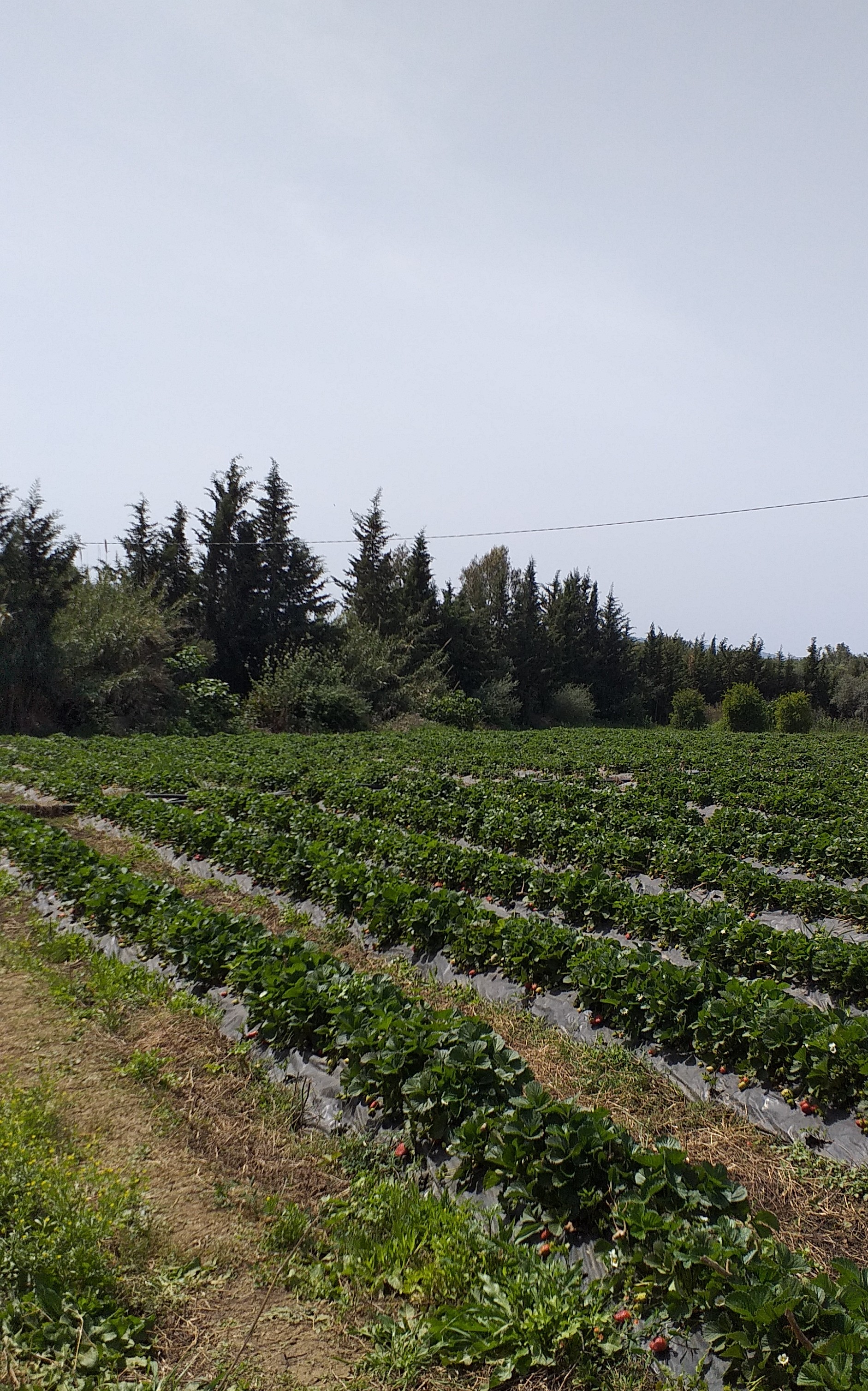 Terrain&nbsp;Terrain agricole