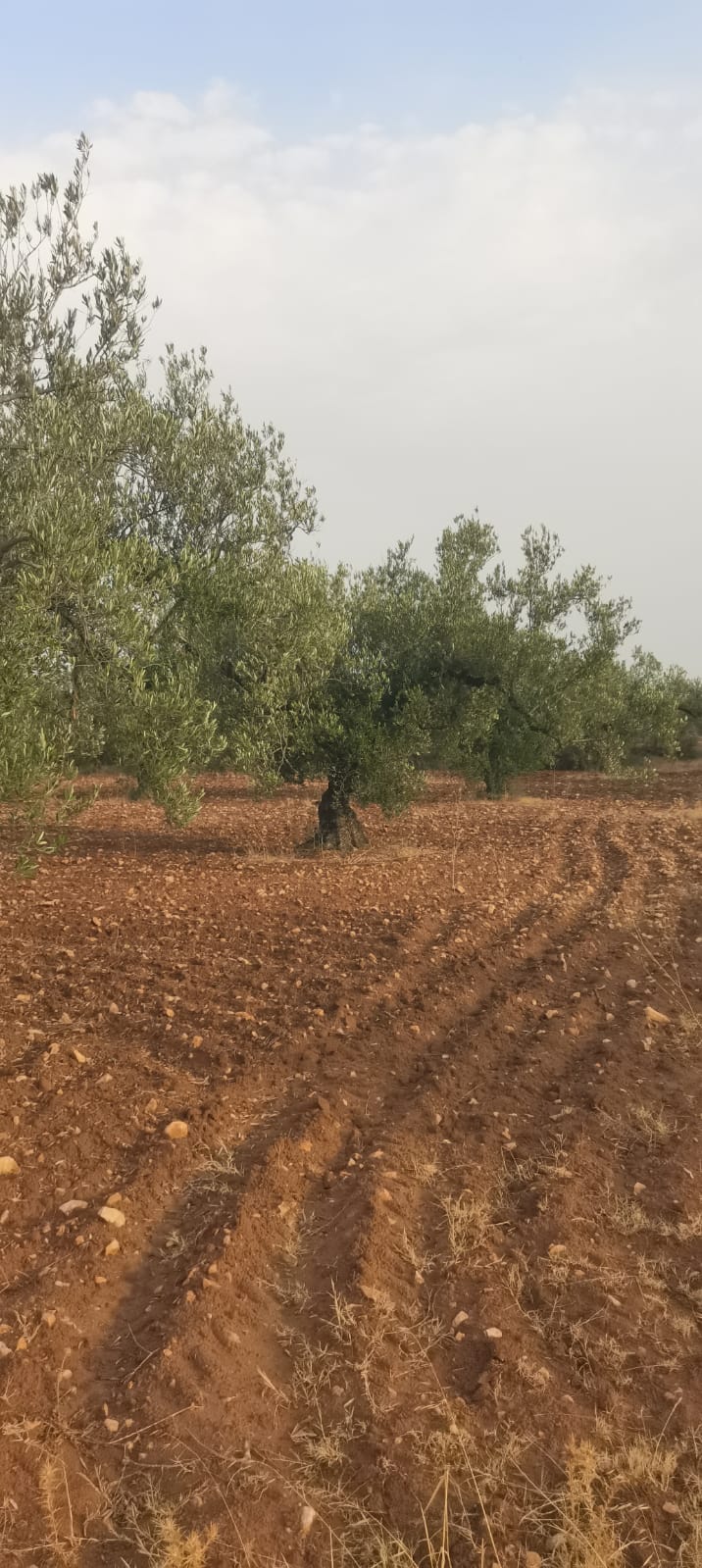 Terrain&nbsp;Terrain agricole