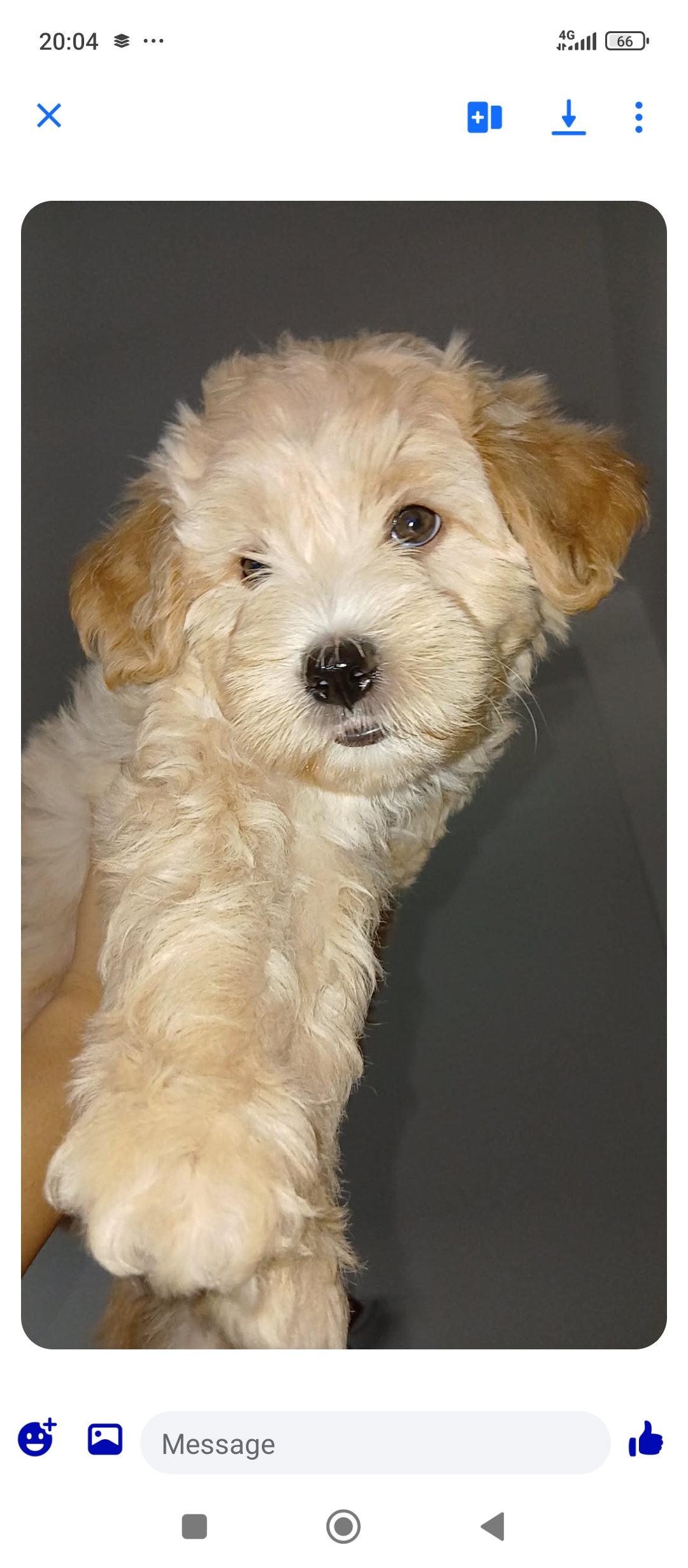 Bab Bhar&nbsp;Montplaisir&nbsp;Chiens&nbsp;Autre&nbsp;Tr�s beau chiot