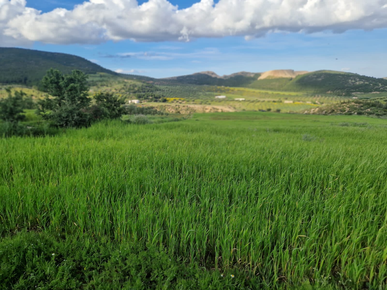 Grombalia&nbsp;Jebel Trif&nbsp;Terrain&nbsp;Terrain agricole&nbsp;Terrain agricole � grombalia jebel trif