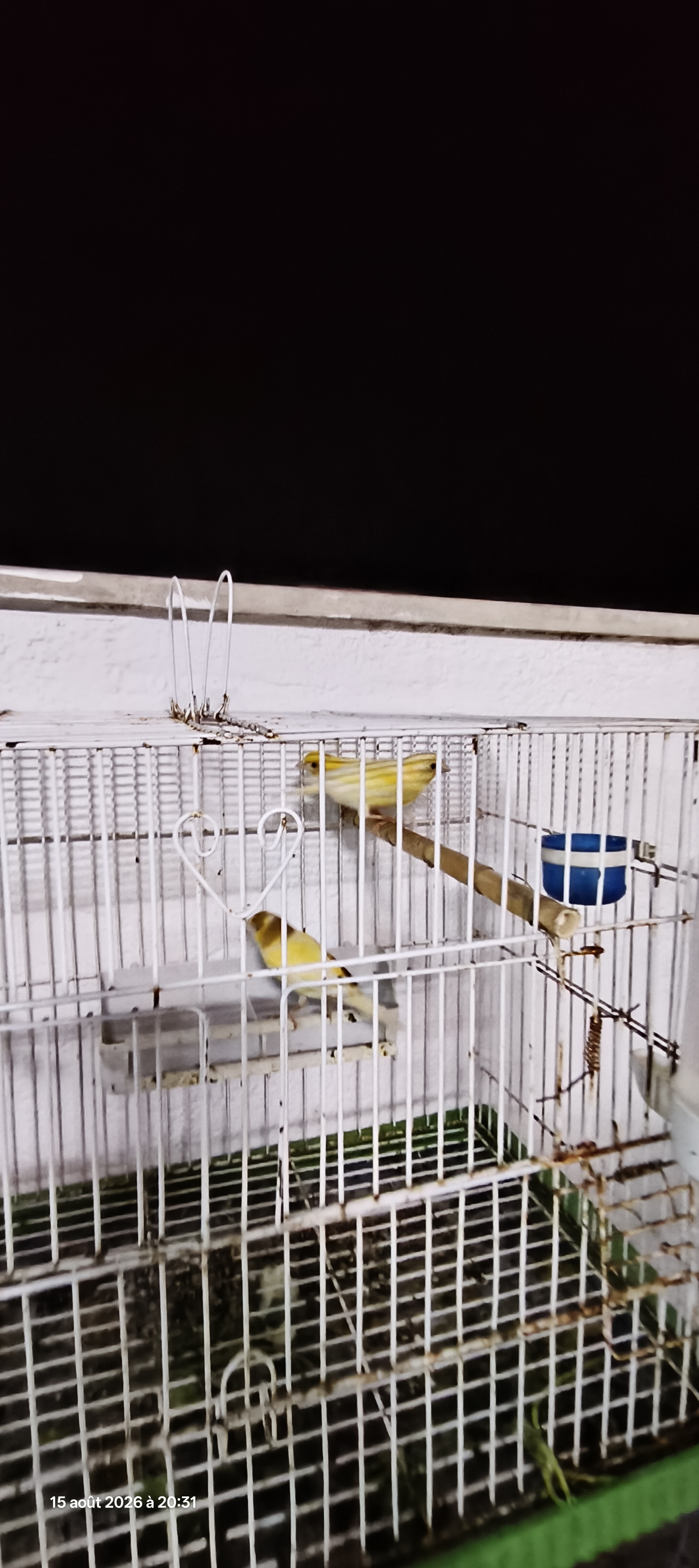 El Kram&nbsp;Le Kram Est&nbsp;Oiseaux&nbsp;Autre&nbsp;15 oiseaux