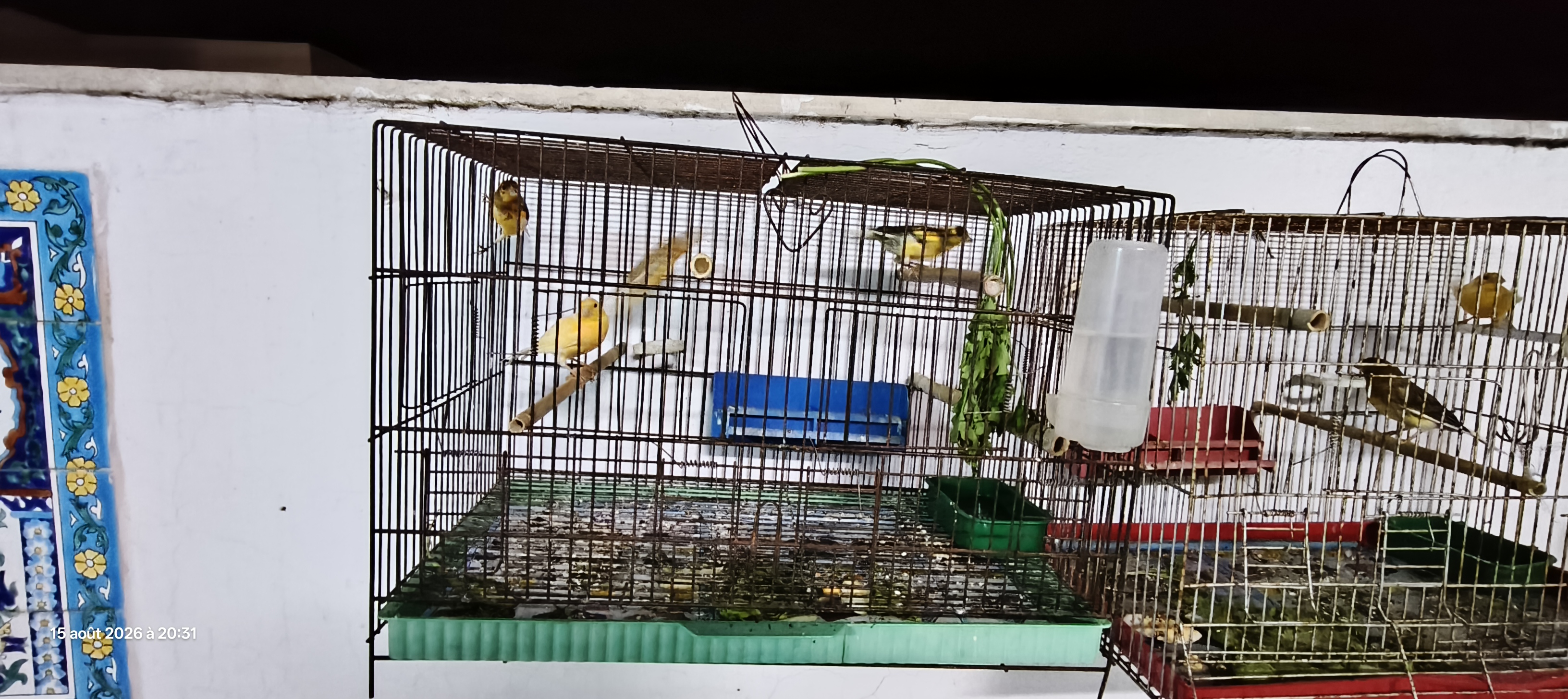 El Kram&nbsp;Le Kram Est&nbsp;Oiseaux&nbsp;Autre&nbsp;15 oiseaux