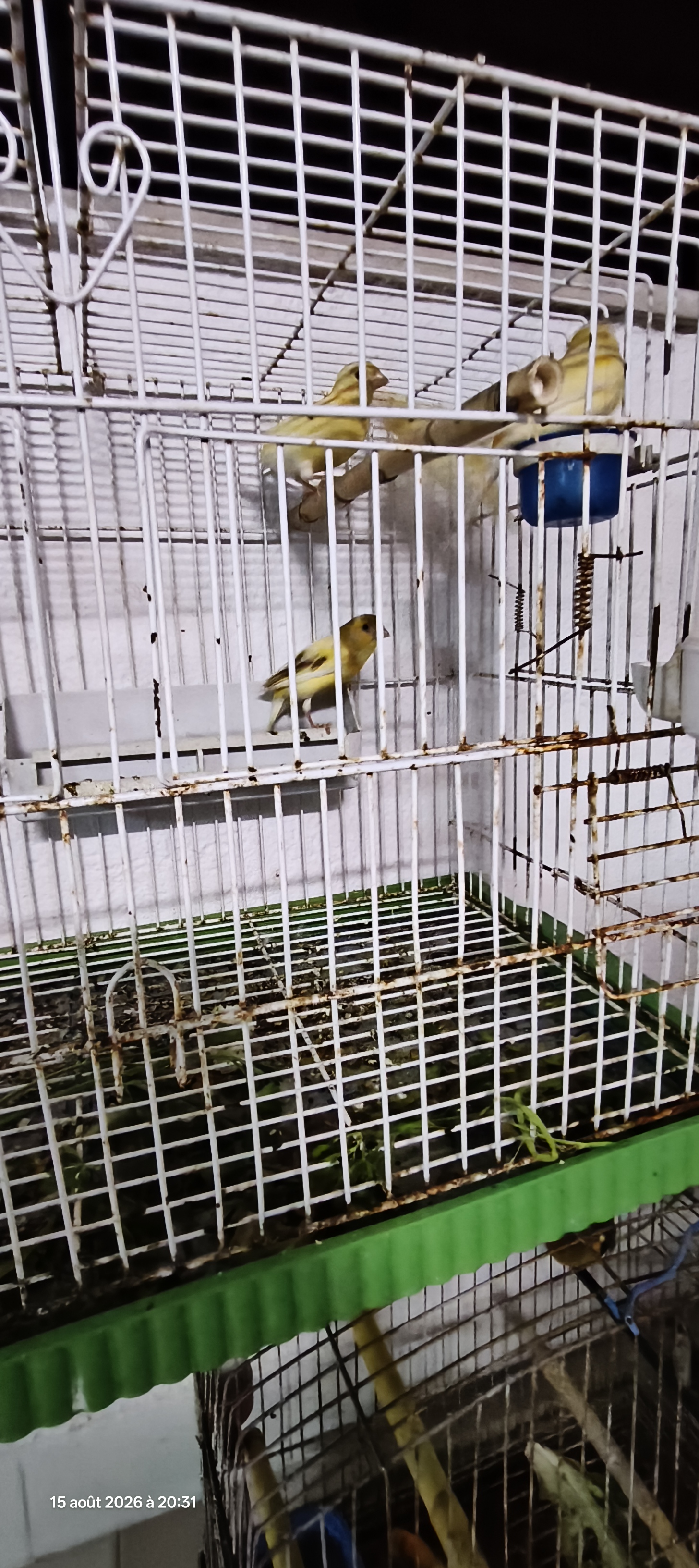 El Kram&nbsp;Le Kram Est&nbsp;Oiseaux&nbsp;Autre&nbsp;15 oiseaux