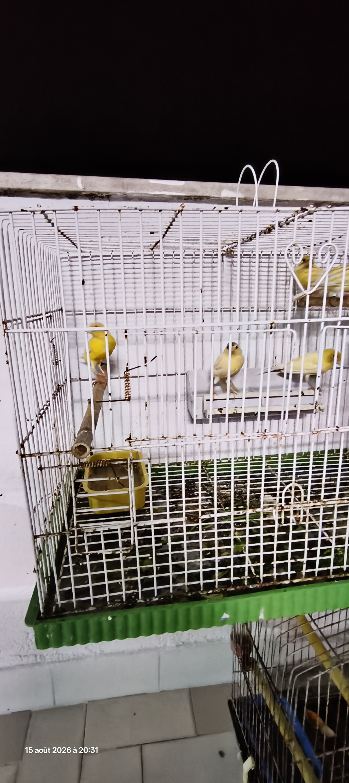 El Kram&nbsp;Le Kram Est&nbsp;Oiseaux&nbsp;Autre&nbsp;15 oiseaux