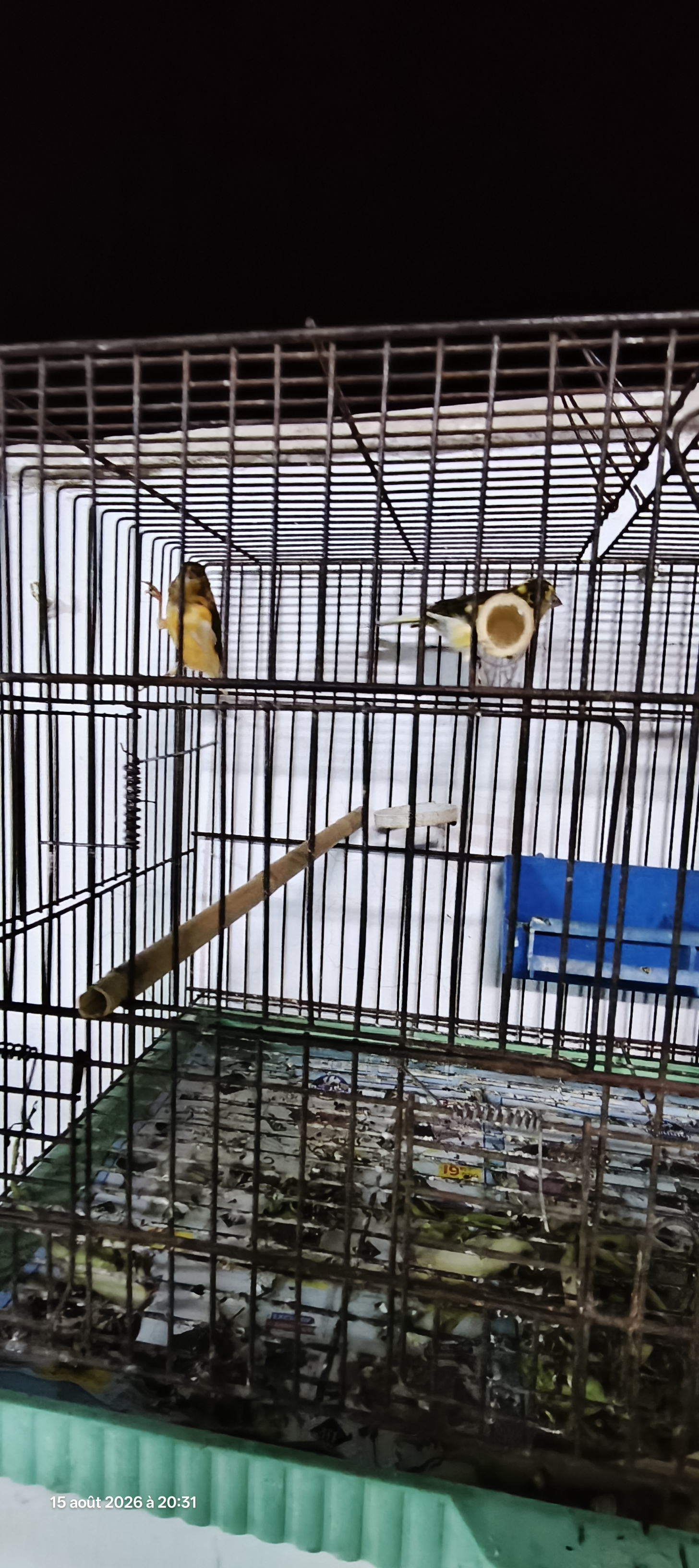 Oiseaux&nbsp;Autre