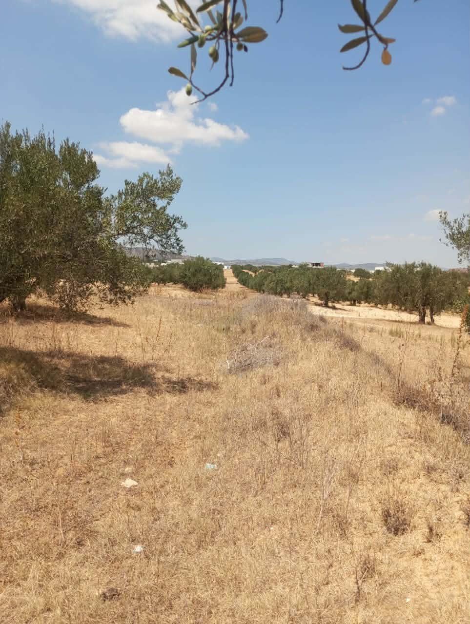 Terrain&nbsp;Terrain agricole