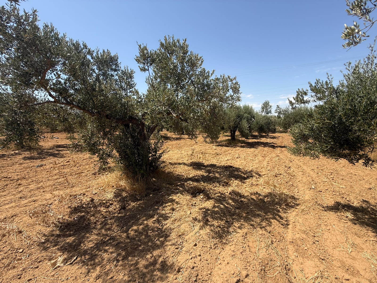 Ouerdanine&nbsp;Ouerdanine&nbsp;Terrain&nbsp;Terrain agricole&nbsp;Terrain sur le route thrayet ouerdanine