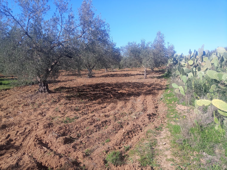 Zaghouan&nbsp;Kantra El Kahla&nbsp;Terrain&nbsp;Terrain agricole&nbsp;Terrain agricole zaghouan