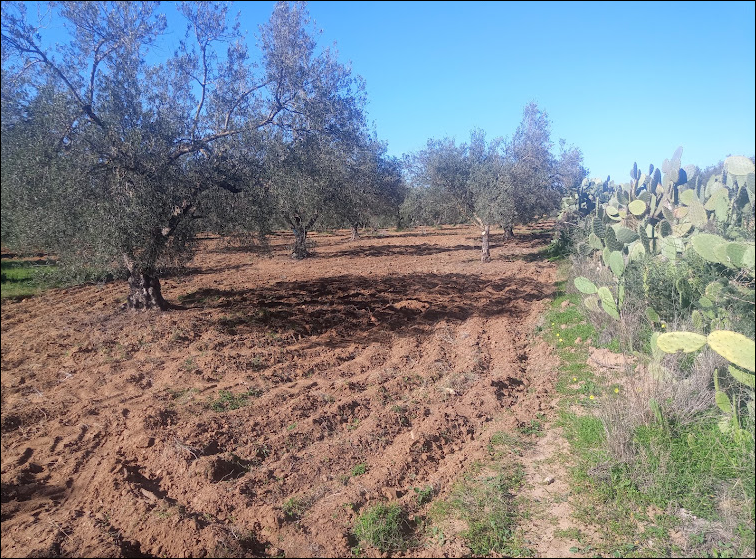 Zaghouan&nbsp;Kantra El Kahla&nbsp;Terrain&nbsp;Terrain agricole&nbsp;Terrain agricole zaghouan
