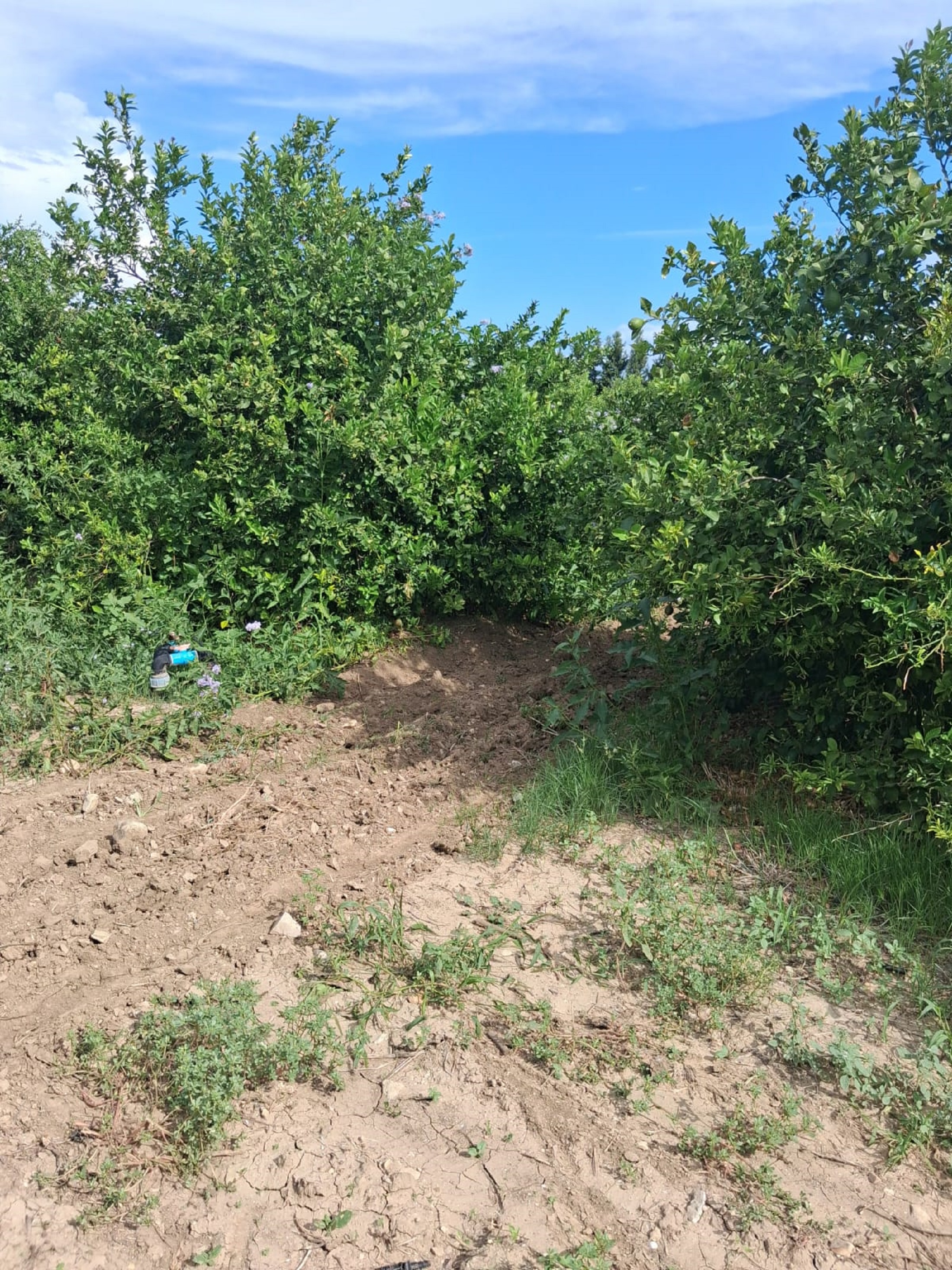 Grombalia&nbsp;Sammach&nbsp;Terrain&nbsp;Terrain agricole&nbsp;Gps sania agrume oliviers batiment plus maison