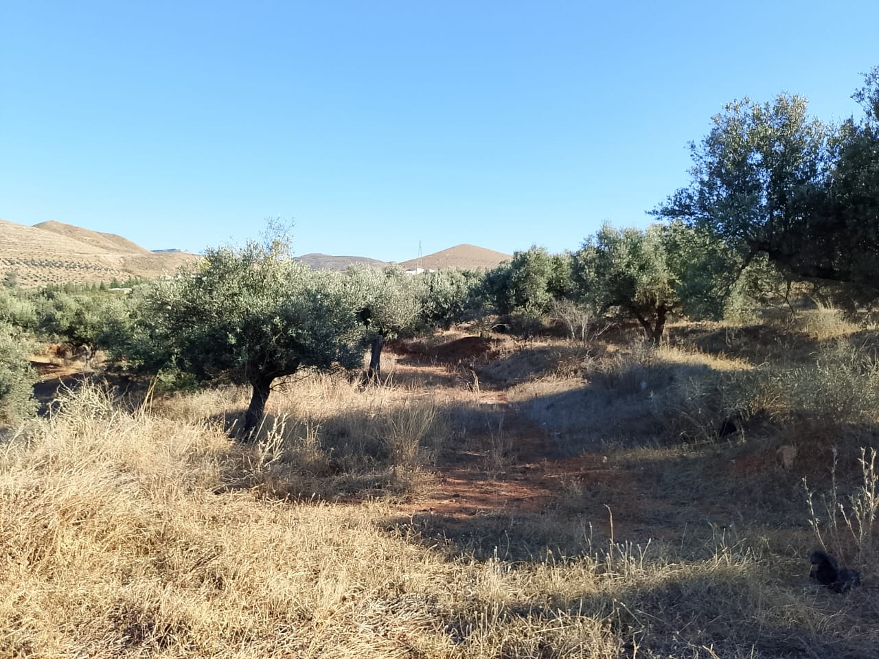 Sidi Thabet&nbsp;Sidi Thabet&nbsp;Terrain&nbsp;Terrain nu&nbsp;Terrain de 1 hectare � sidi thabet jabbes
