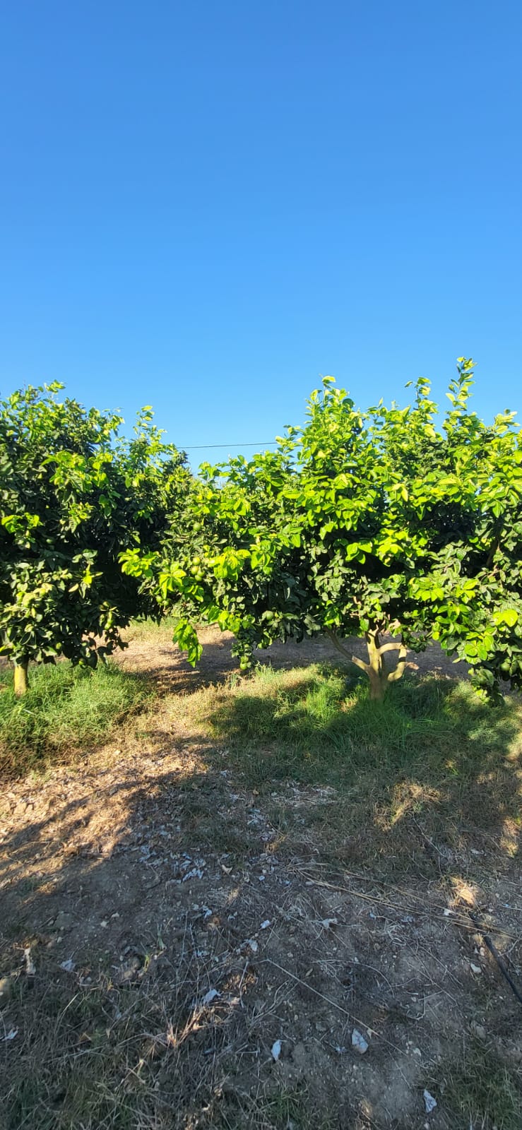 Menzel Jemil&nbsp;El Azib&nbsp;Vente&nbsp;Autre&nbsp;Terrain agricole � el azib