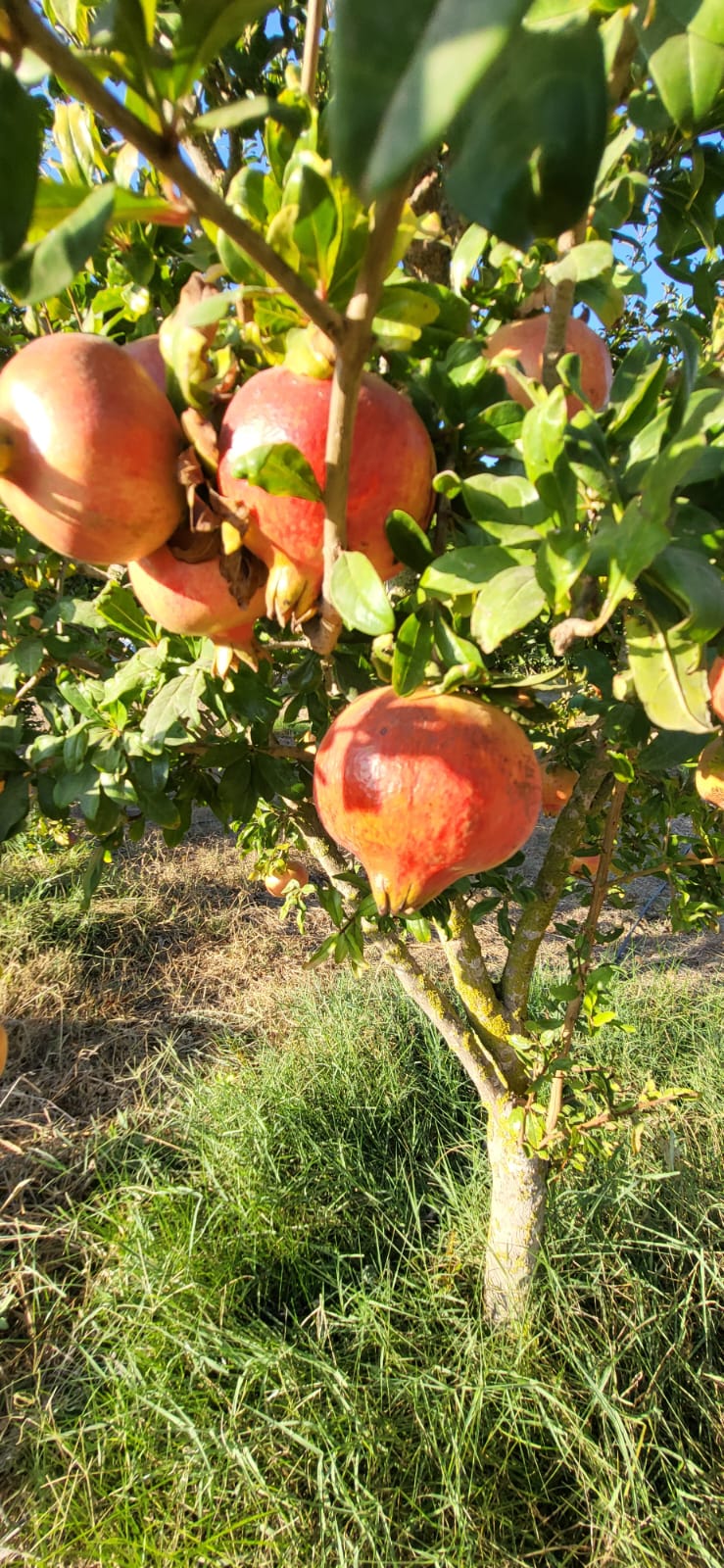 Menzel Jemil&nbsp;El Azib&nbsp;Vente&nbsp;Autre&nbsp;Terrain agricole � el azib