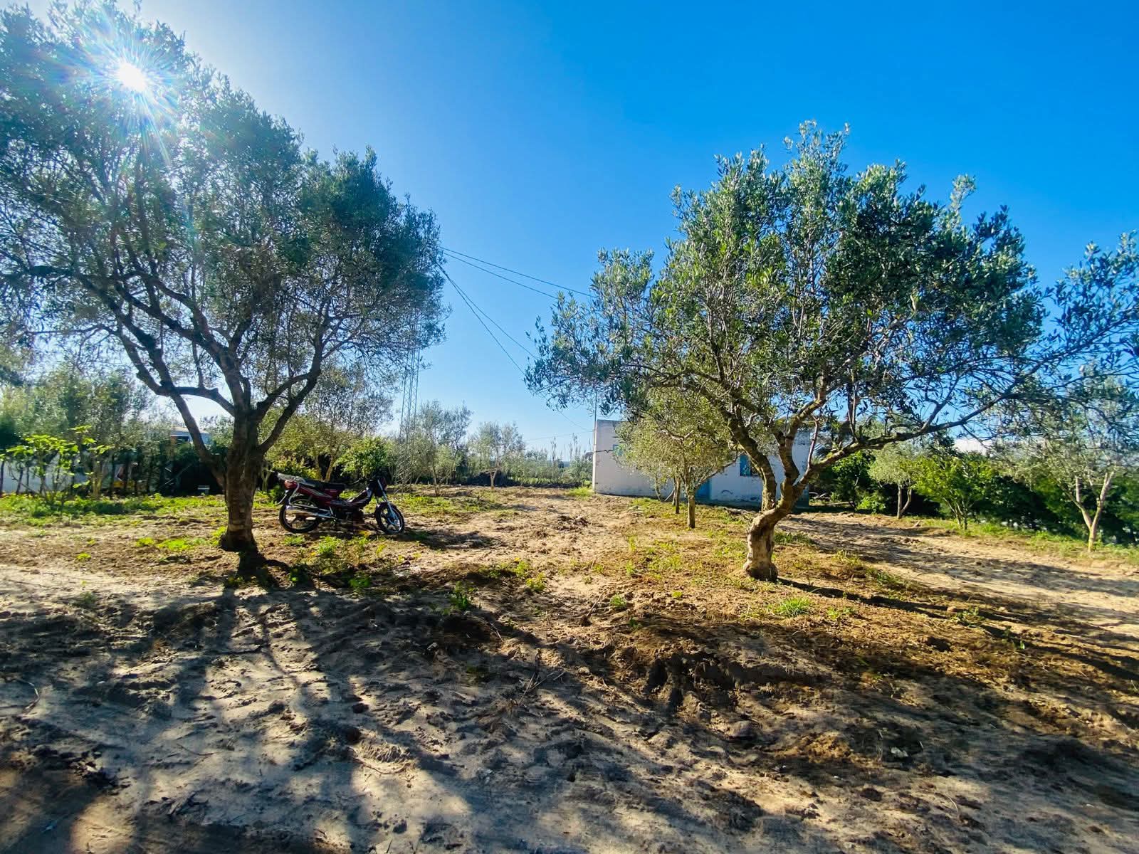 Hammam El Ghezaz&nbsp;Tamazrat&nbsp;Terrain&nbsp;Terrain agricole&nbsp;Senia a tamezrat hammem el ghzez