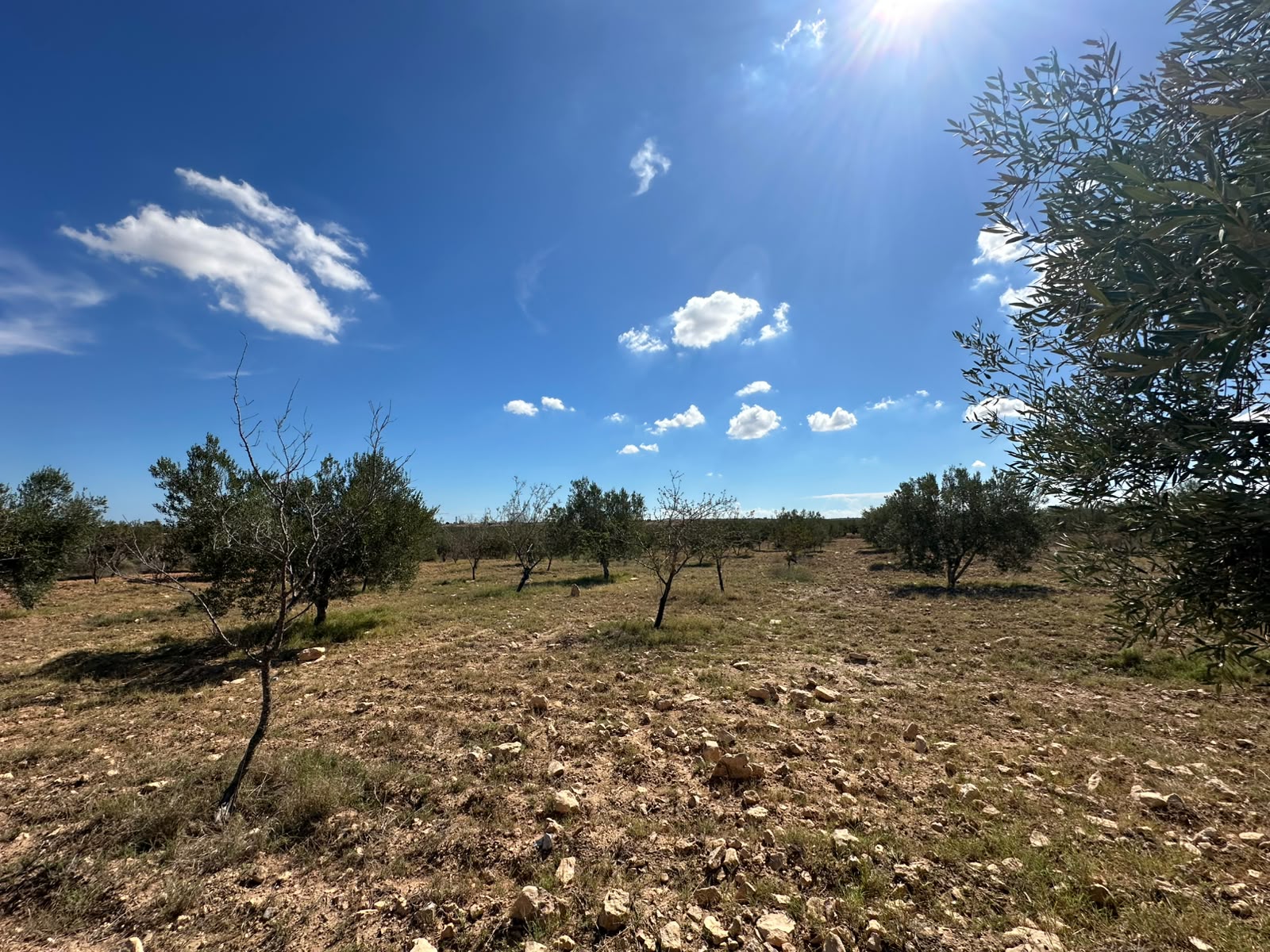 Terrain&nbsp;Terrain agricole