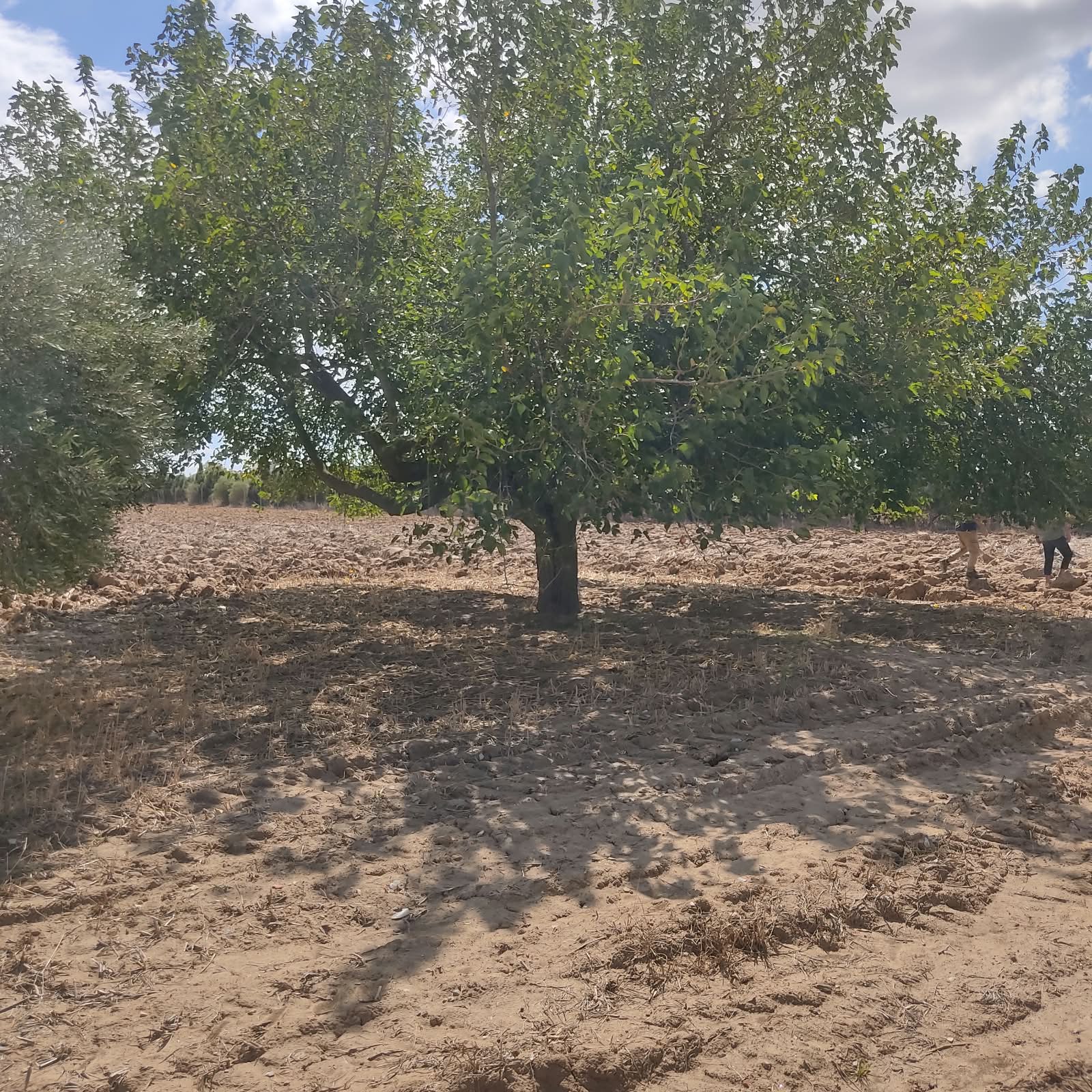 Beni Khalled&nbsp;Bir Drassen&nbsp;Terrain&nbsp;Terrain agricole&nbsp;Terrain  avec villa inachevee � beni khaled