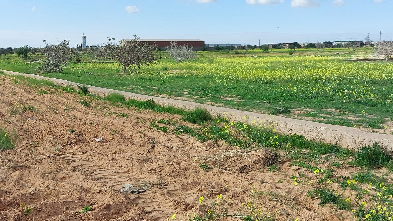 Sfax Sud&nbsp;El Khazzanette&nbsp;Terrain&nbsp;Terrain agricole&nbsp;Terrain 5 707 m2 rte menzel chaker km 11 tf
