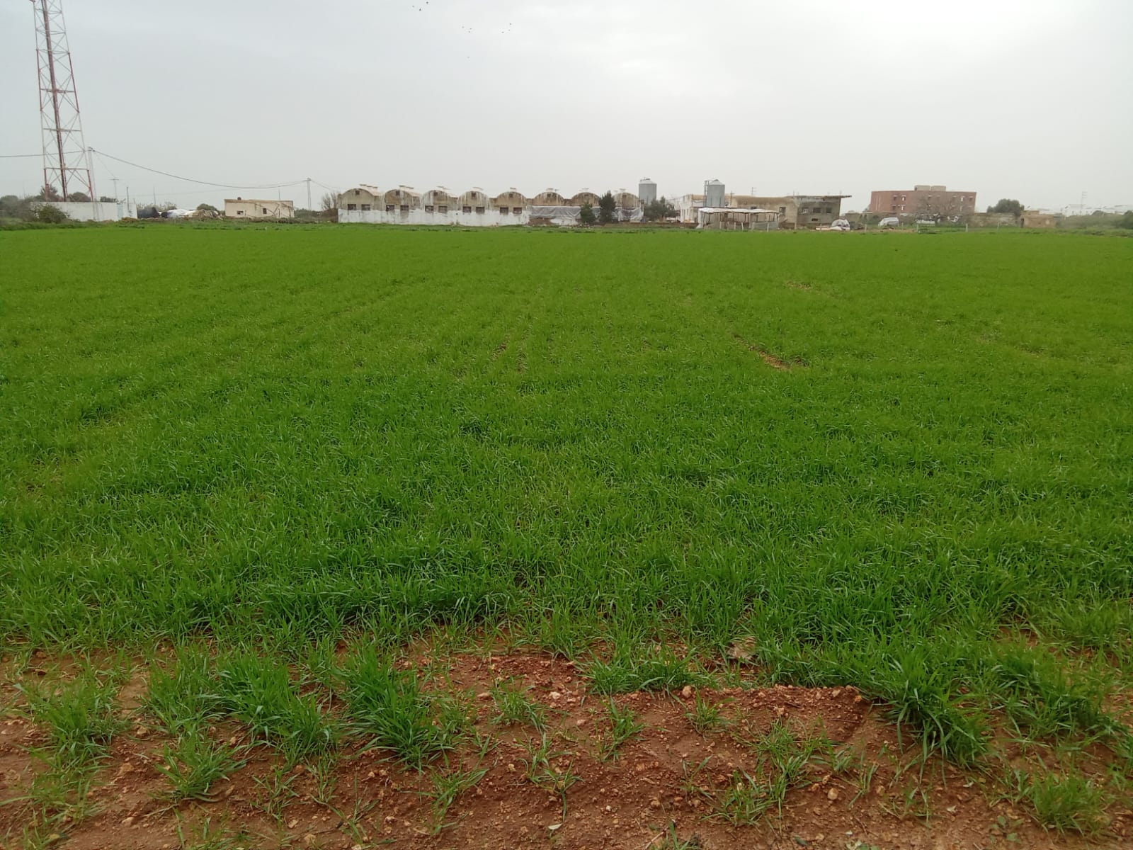 Kelibia&nbsp;Kelibia&nbsp;Terrain&nbsp;Terrain agricole&nbsp;Terrain agricole