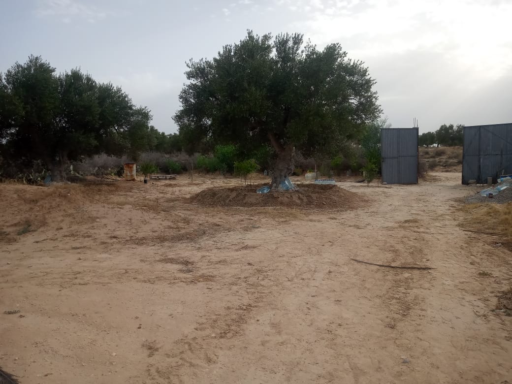 Sousse Riadh&nbsp;Ksibet Sousse&nbsp;Vente&nbsp;Surfaces&nbsp;Terrain agricole
