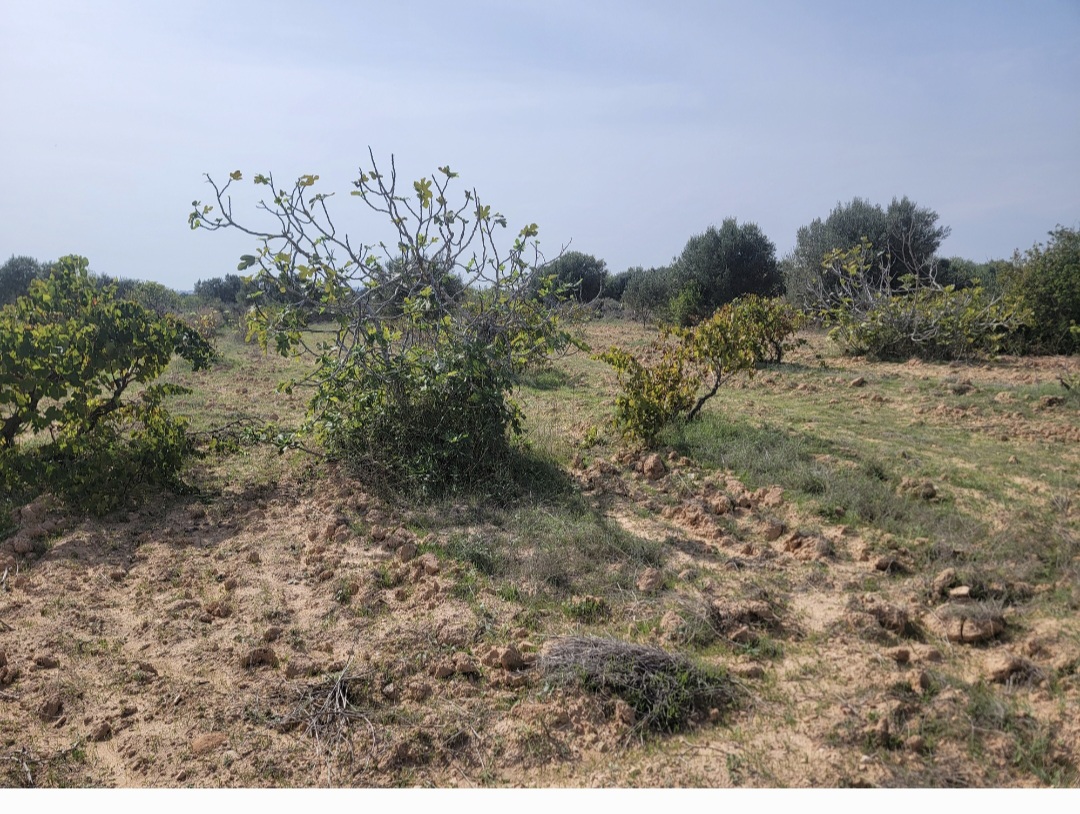 Ksour Essaf&nbsp;Cite El Hajeb&nbsp;Terrain&nbsp;Terrain agricole&nbsp;Terrain elhajeb salakta