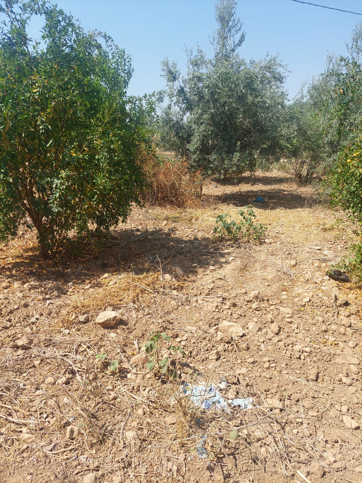 Terrain&nbsp;Terrain agricole