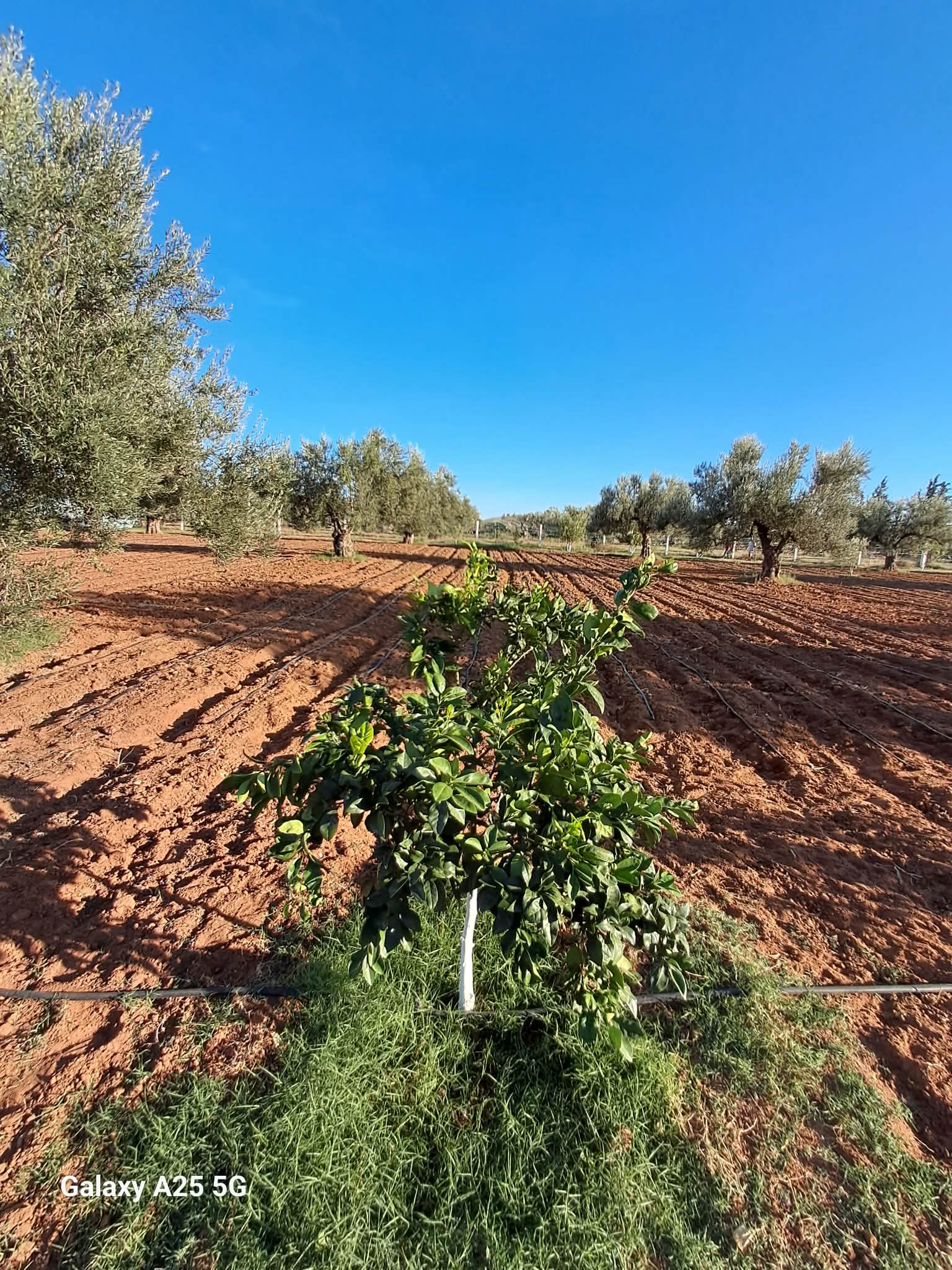 Kalaa El Kebira&nbsp;Belaoum&nbsp;Terrain&nbsp;Terrain agricole&nbsp;Senia cl�tur� 2 hectares et 4000m � kalaa kebira