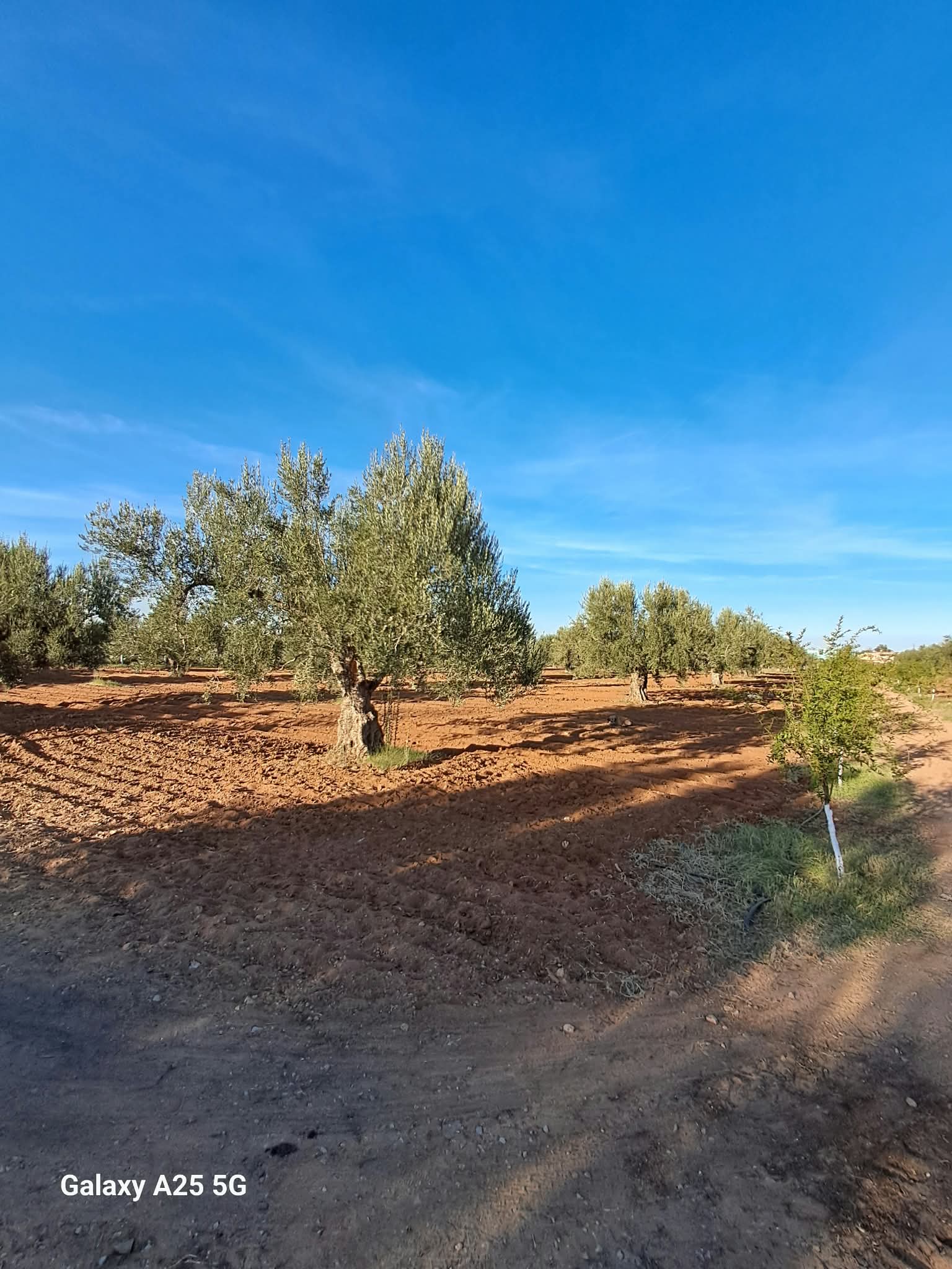 Kalaa El Kebira&nbsp;Belaoum&nbsp;Terrain&nbsp;Terrain agricole&nbsp;Senia cl�tur� 2 hectares et 4000m � kalaa kebira