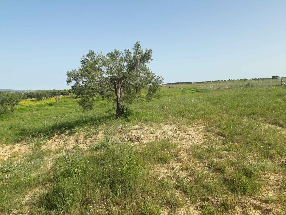 Hammamet&nbsp;Hammamet&nbsp;Terrain&nbsp;Terrain agricole&nbsp;Av terrain 5139m � hammamet