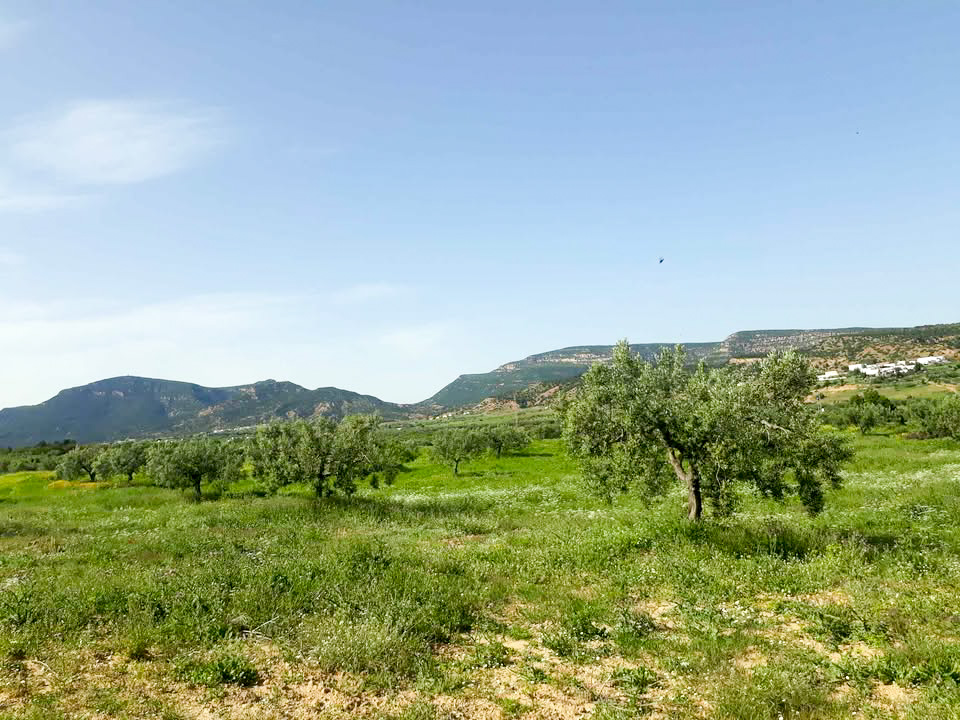 Terrain&nbsp;Terrain agricole