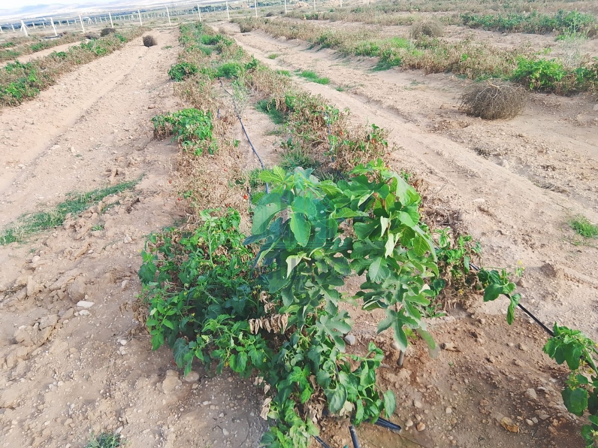Kasserine Nord&nbsp;Magdoudech&nbsp;Terrain&nbsp;Terrain agricole&nbsp;Une ferme de 6h � kasserine nord magdoudech