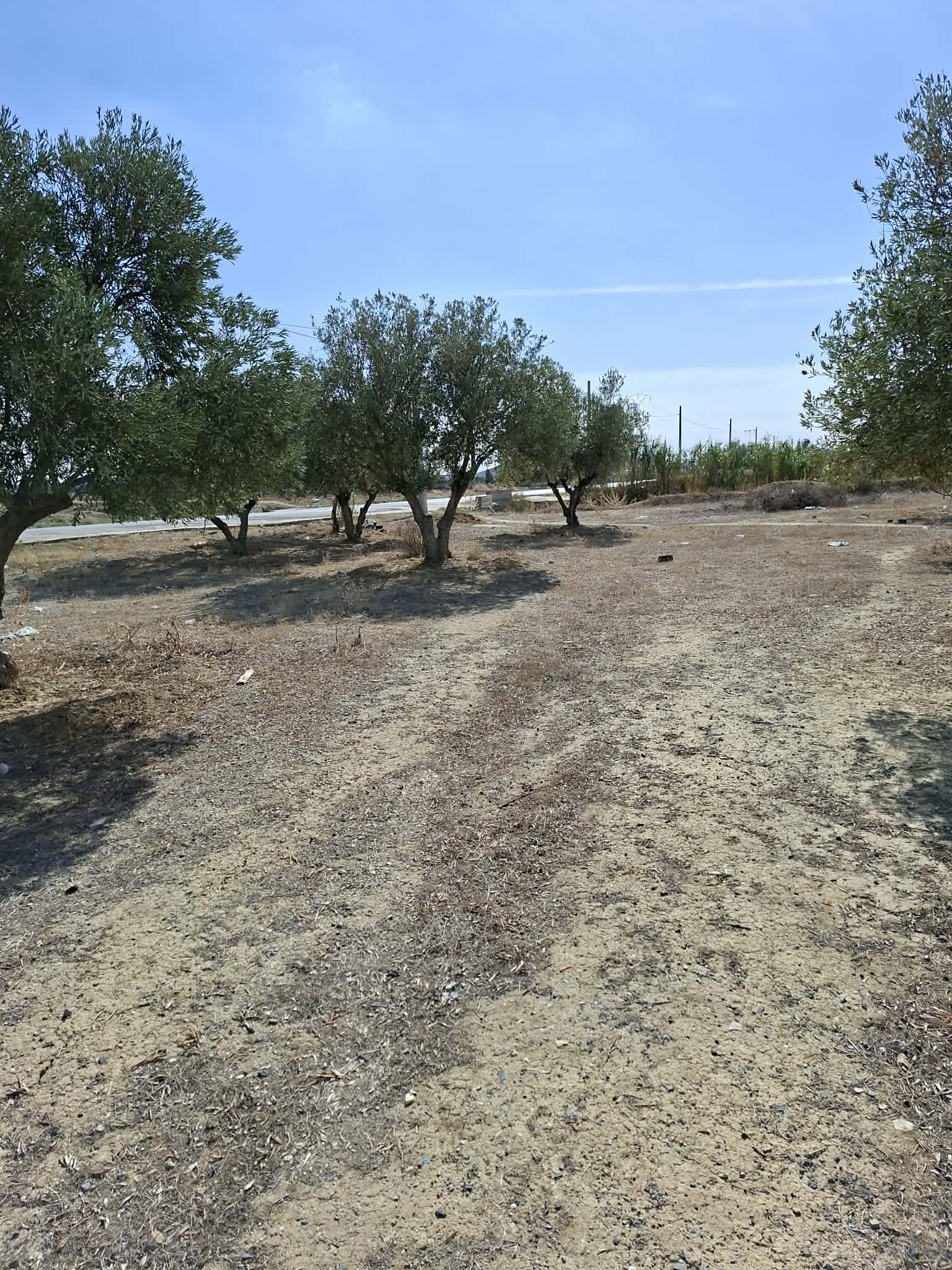 Mornaguia&nbsp;El Hamayem&nbsp;Terrain&nbsp;Terrain agricole&nbsp;1500m avec oliviers sur la route hmayem n�gociable