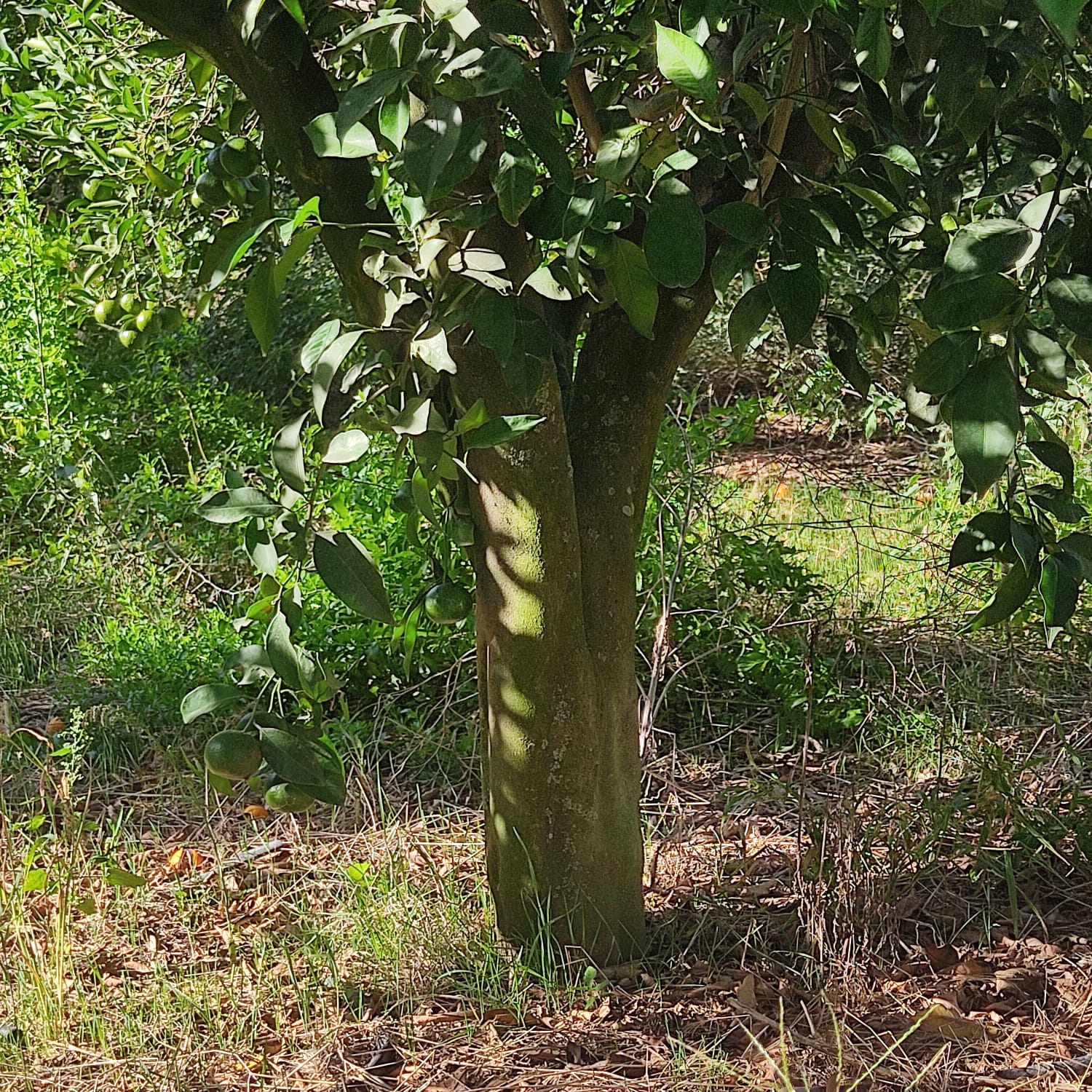 Soliman&nbsp;Soliman&nbsp;Terrain&nbsp;Terrain agricole&nbsp;24 hec menzel bouzelfa