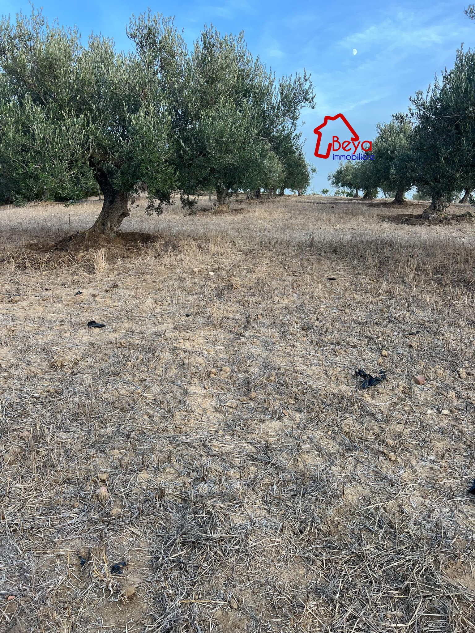 Terrain&nbsp;Terrain agricole