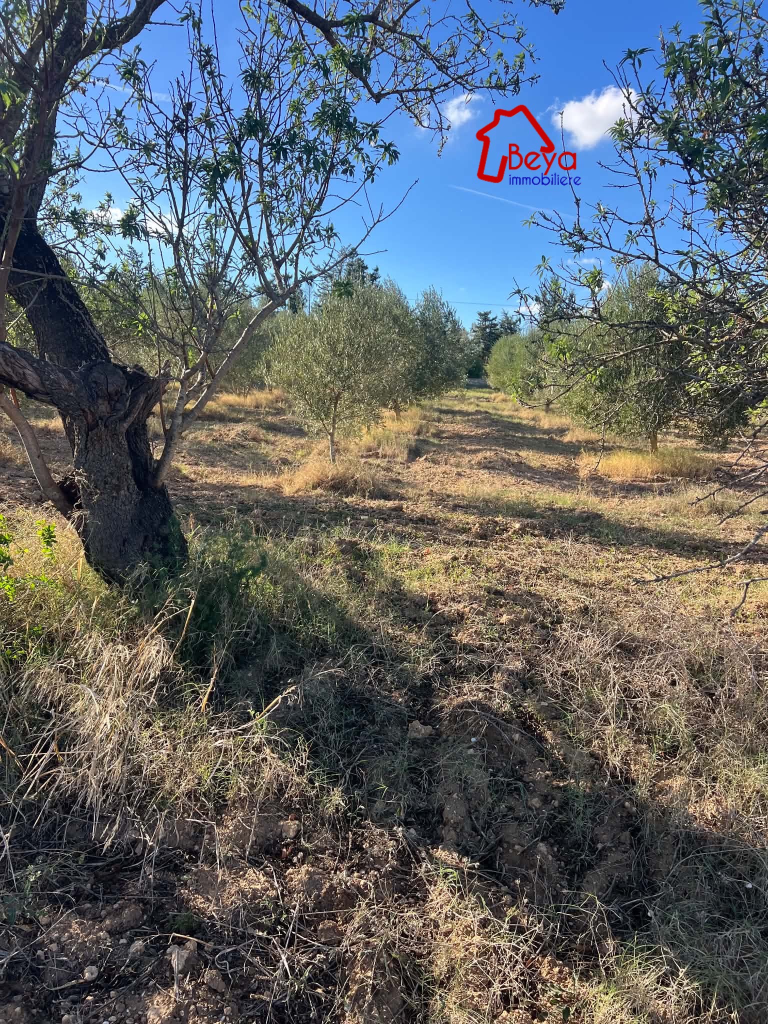 Terrain&nbsp;Terrain agricole